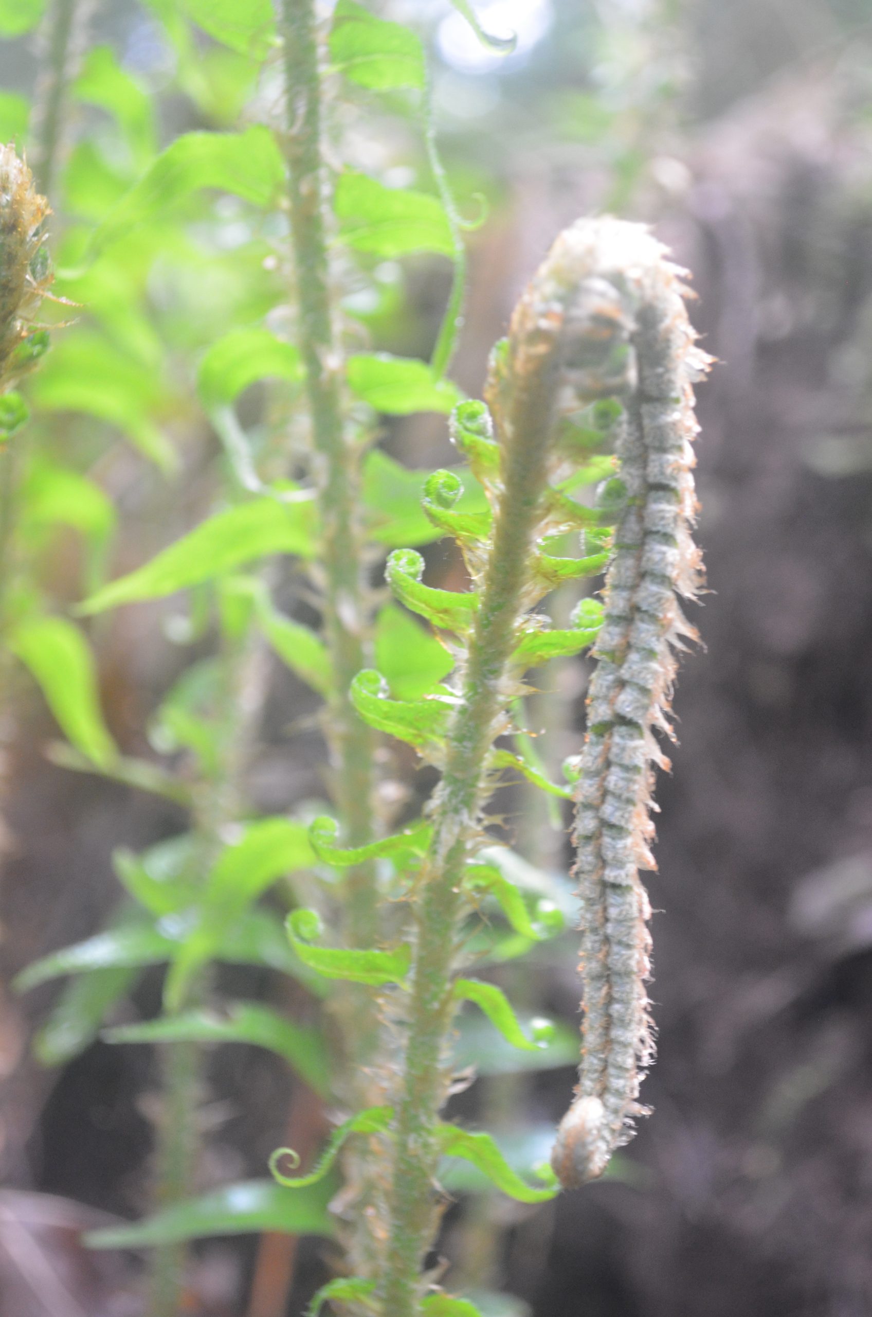 New Sword Fern (Polystichum munitum) fiddlehead unfurling among older fronds in the San Juan Islands, Washington