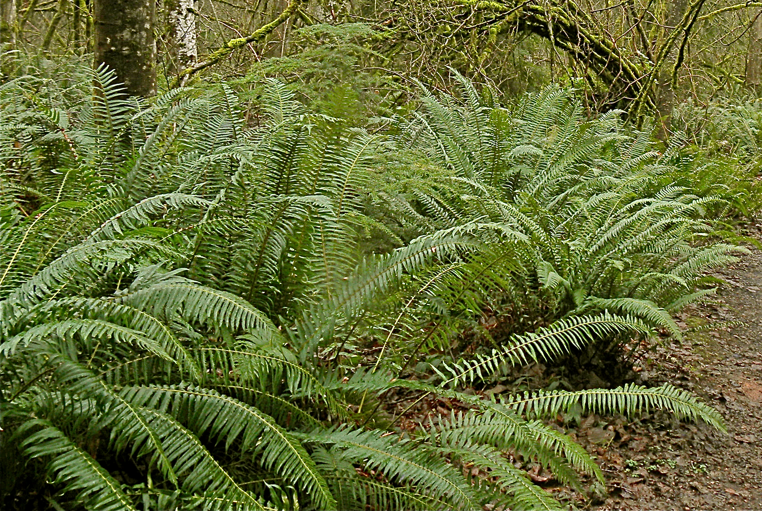 Clump of Sword Fern (Polystichum munitum) fronds forming a dense understory stand in a Pacific Northwest forest