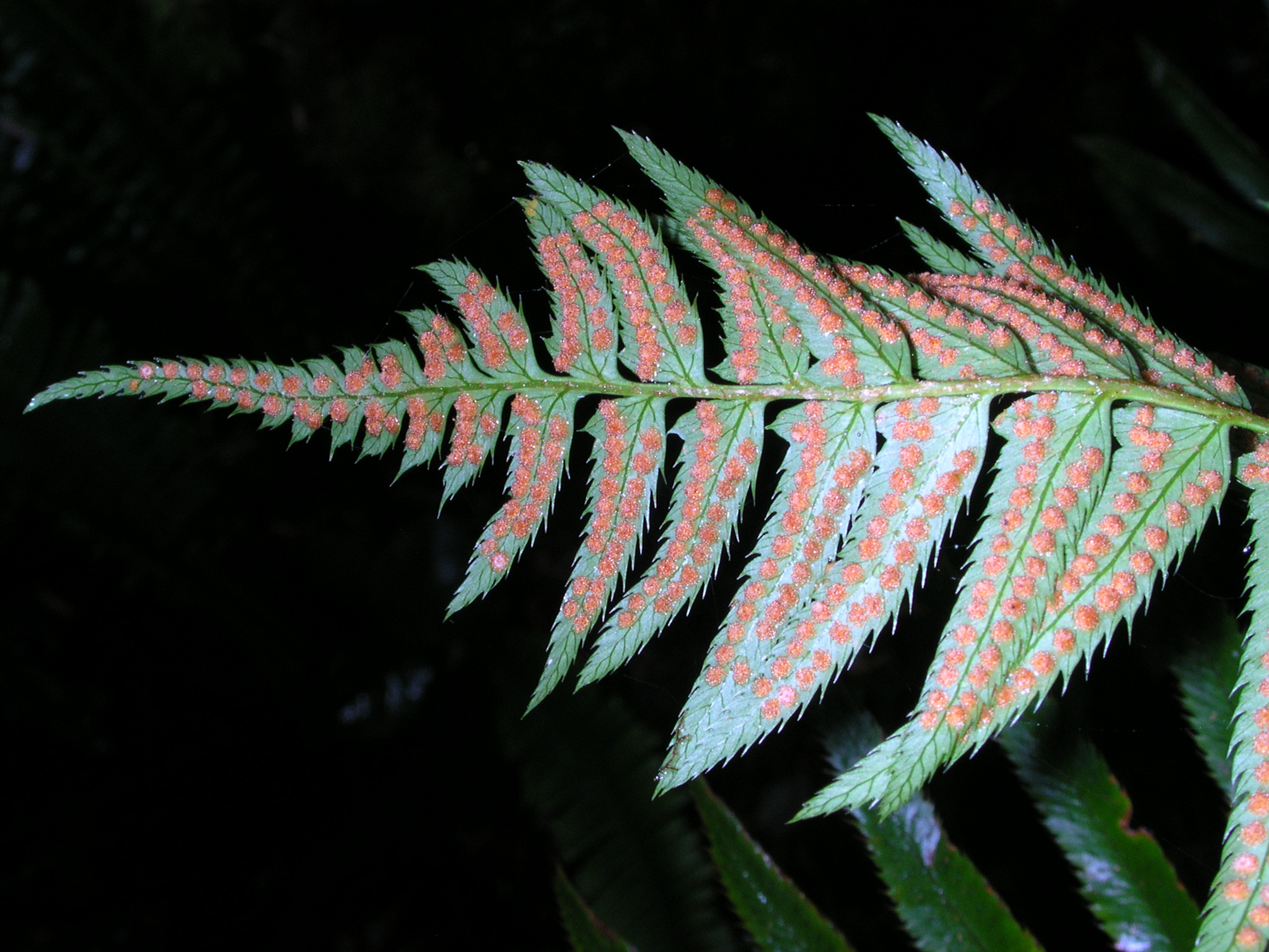 Close-up of a Sword Fern (Polystichum munitum) leaflet underside showing round, rust-orange sori arranged in two rows