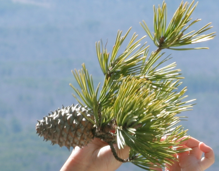 Table Mountain Pine (Pinus pungens) - PlantNative.org Close-up of a spiny Table Mountain Pine cone and paired needles held in hand, Hanging Rock State Park, North Carolina
