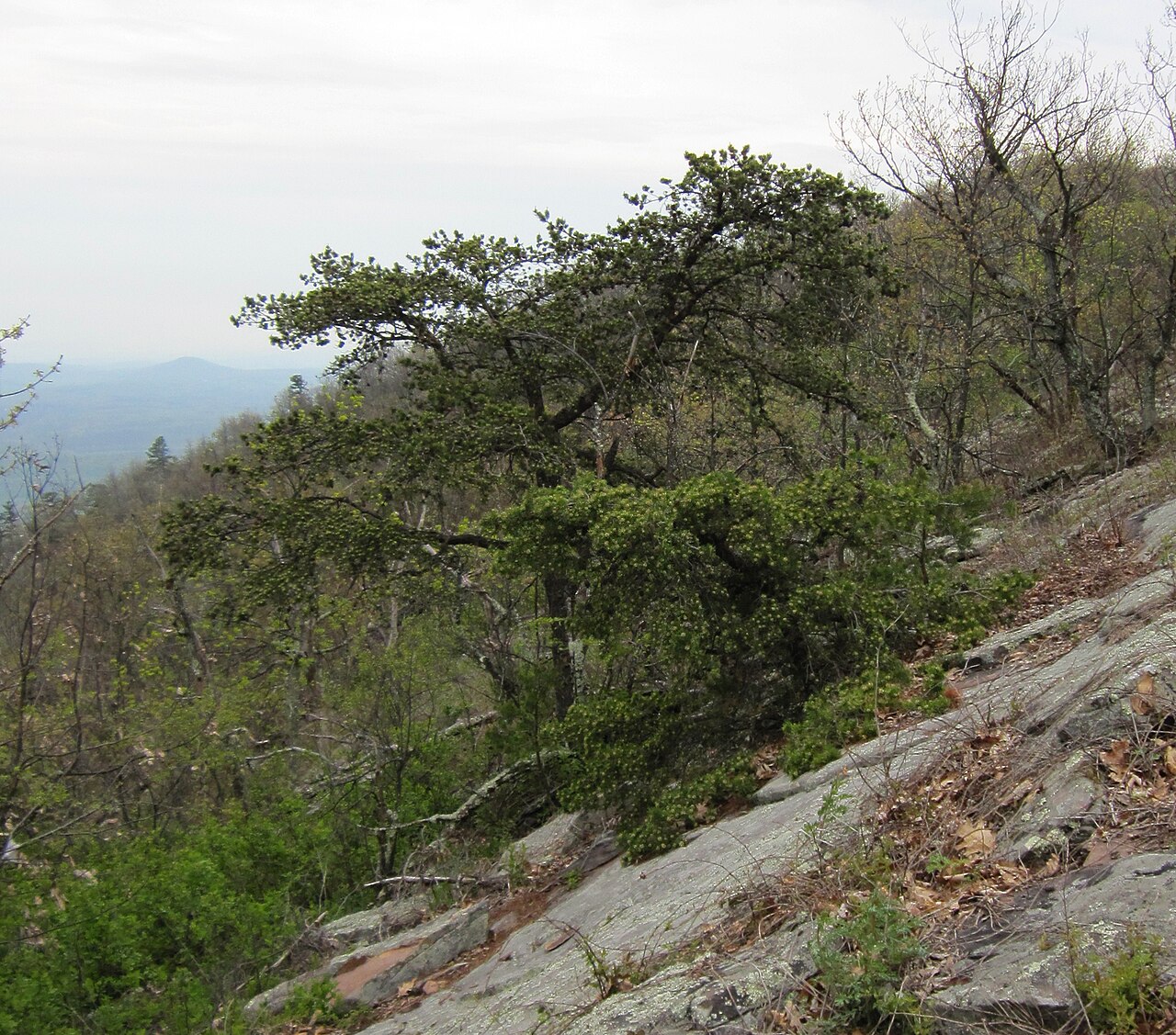 Table Mountain Pine (Pinus pungens) - PlantNative.org Table Mountain Pine growing in its typical gnarled, windswept form on a rocky outcrop in West Virginia
