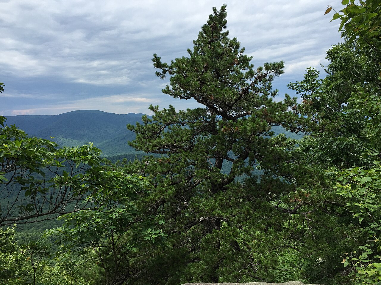 Table Mountain Pine (Pinus pungens) - PlantNative.org Table Mountain Pine (Pinus pungens) growing on an exposed rocky ridge in Shenandoah National Park, Virginia