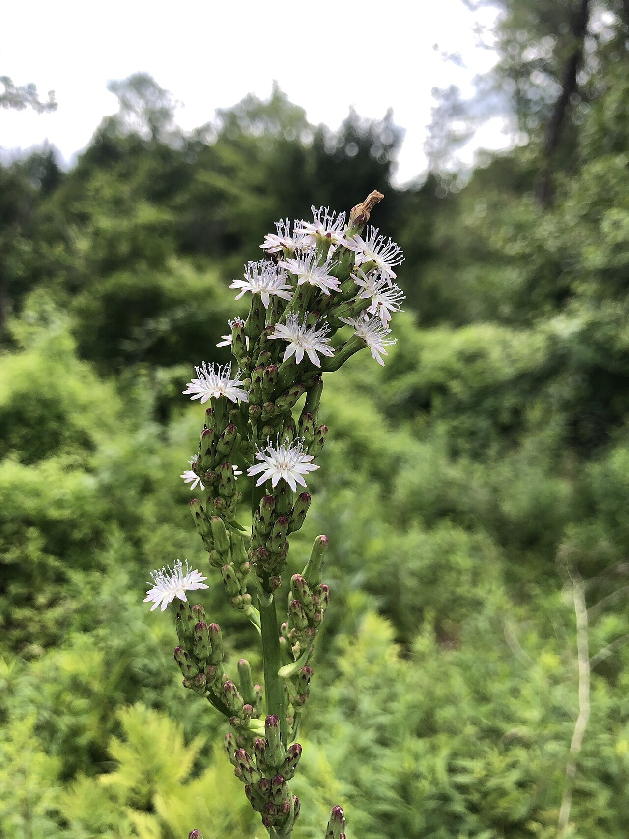 Tall Blue Lettuce (Lactuca biennis) - PlantNative.org Tall Blue Lettuce (Lactuca biennis) tall flowering spike with many small whitish-blue ray-flower heads against a green forest-edge background