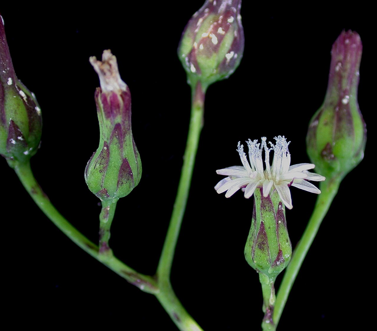 Tall Blue Lettuce (Lactuca biennis) - PlantNative.org Close-up studio photo of several Tall Blue Lettuce (Lactuca biennis) flower buds and one open pale flower head showing ray florets