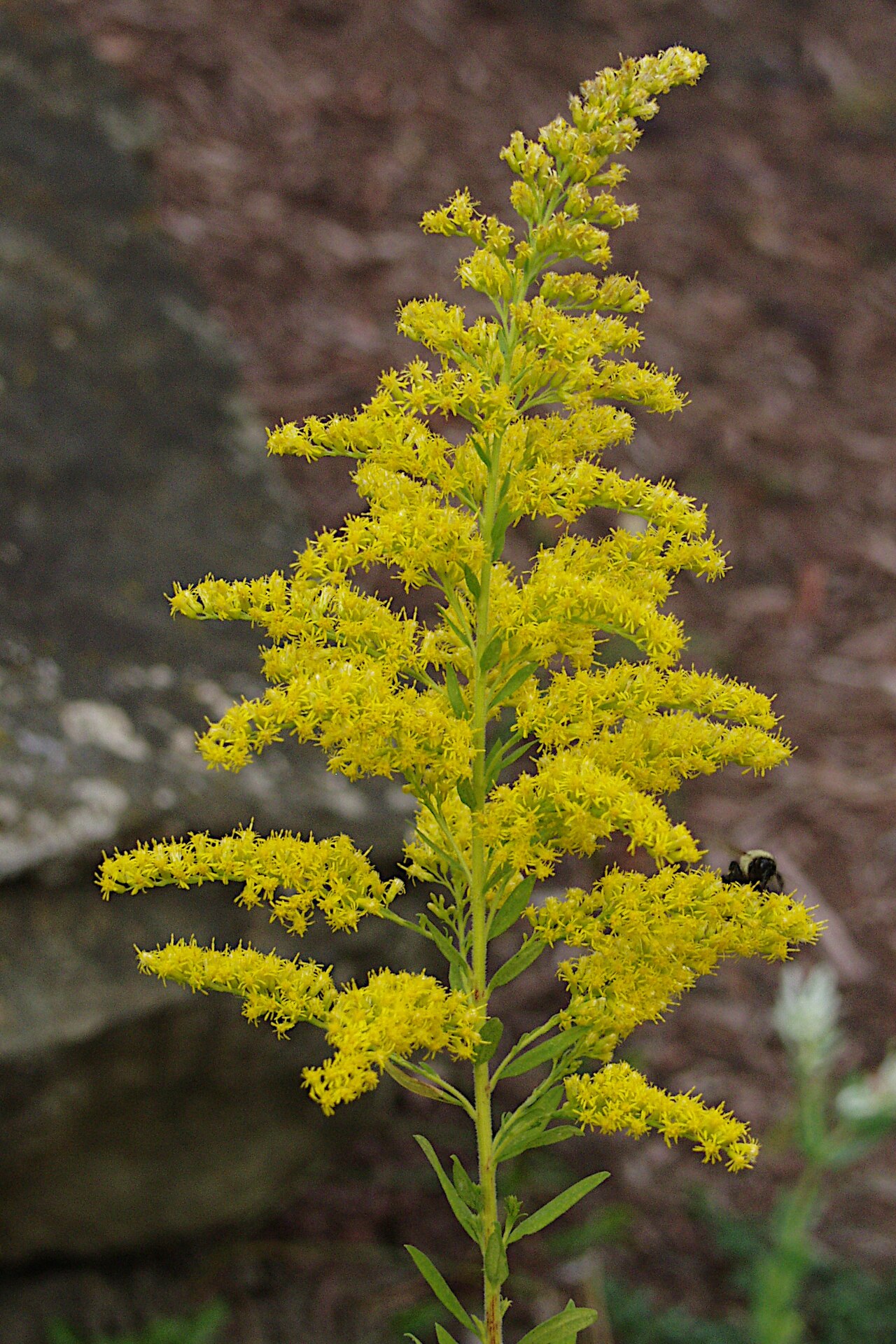 Tall Goldenrod (Solidago altissima)
