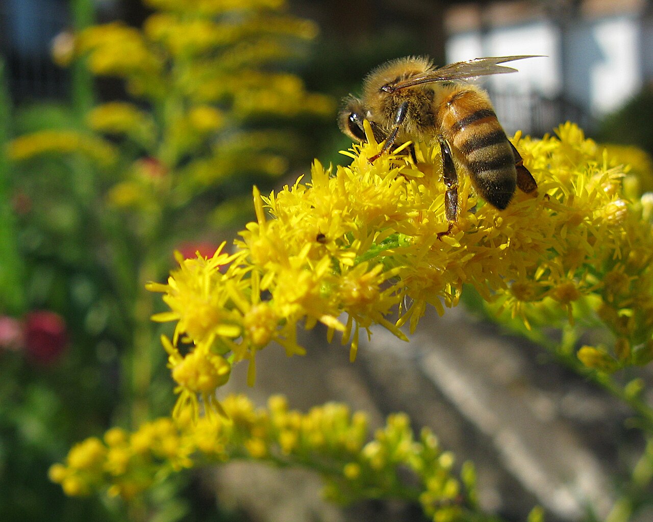 Tall Goldenrod (Solidago altissima) - PlantNative.org Bee foraging on the plume-like yellow flower cluster of tall goldenrod (Solidago altissima)