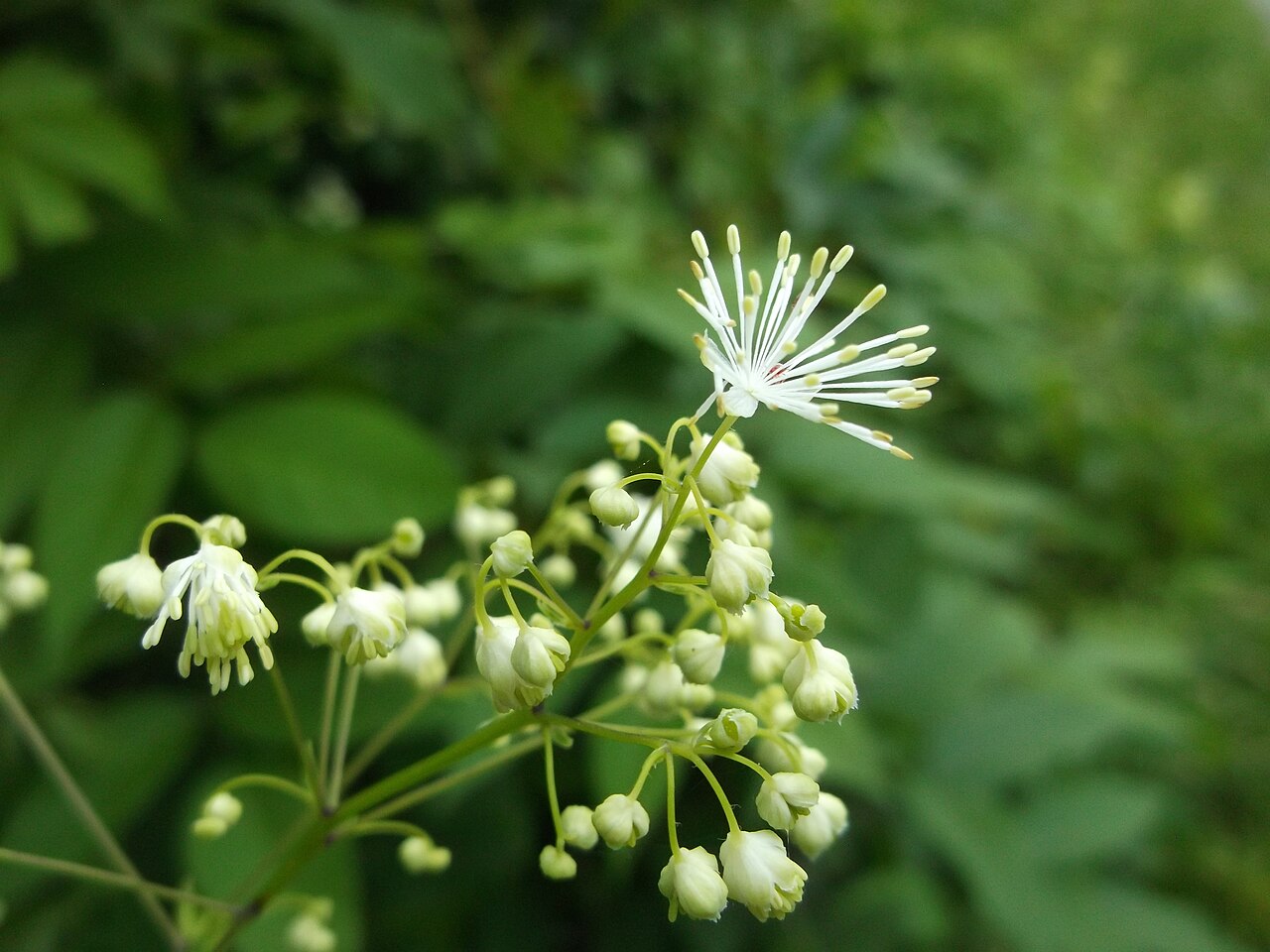 Tall Meadow-rue (Thalictrum pubescens) - PlantNative.org Close-up of a single Tall Meadow-rue (Thalictrum pubescens) male flower cluster showing thread-like white stamens