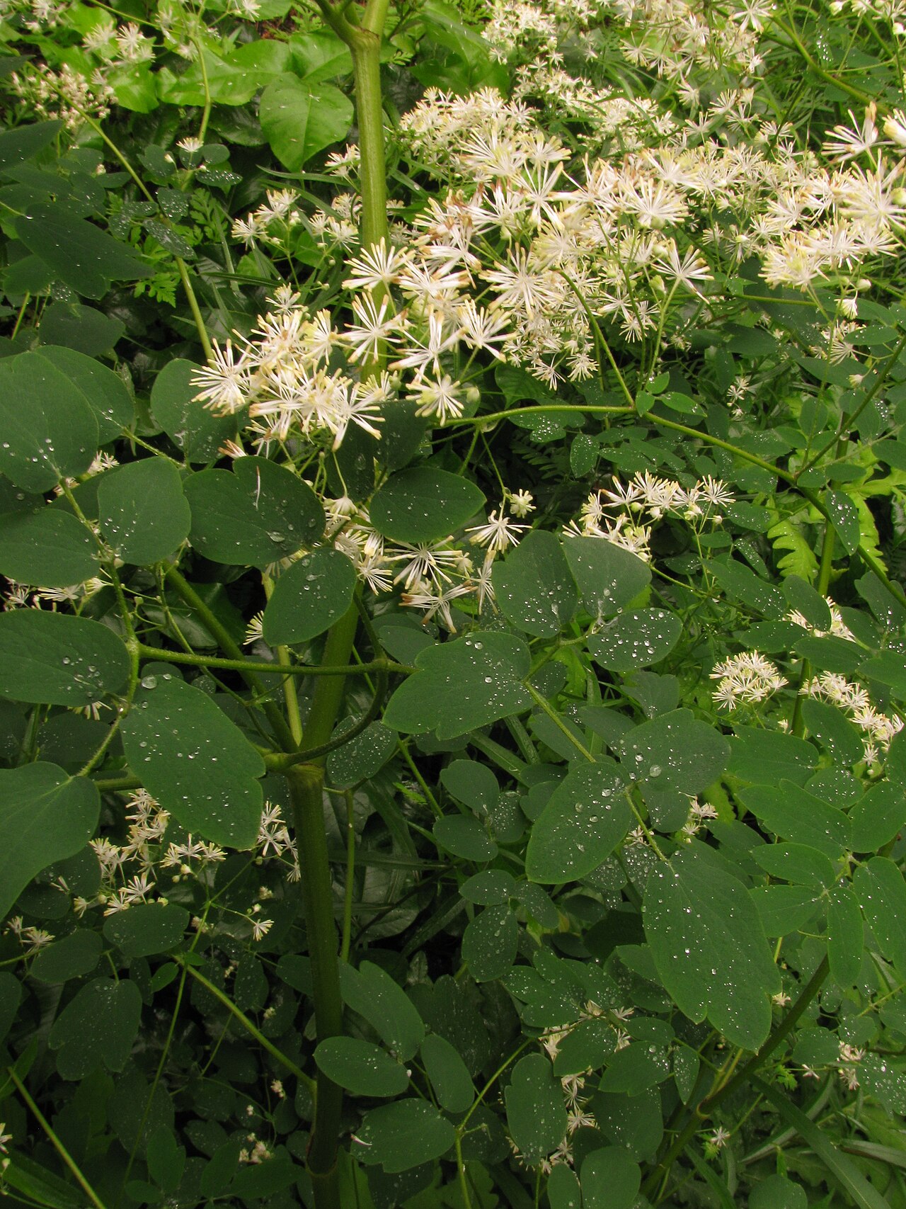 Tall Meadow-rue (Thalictrum pubescens) - PlantNative.org Tall Meadow-rue (Thalictrum pubescens) showing fern-like compound foliage beneath clusters of small white flowers