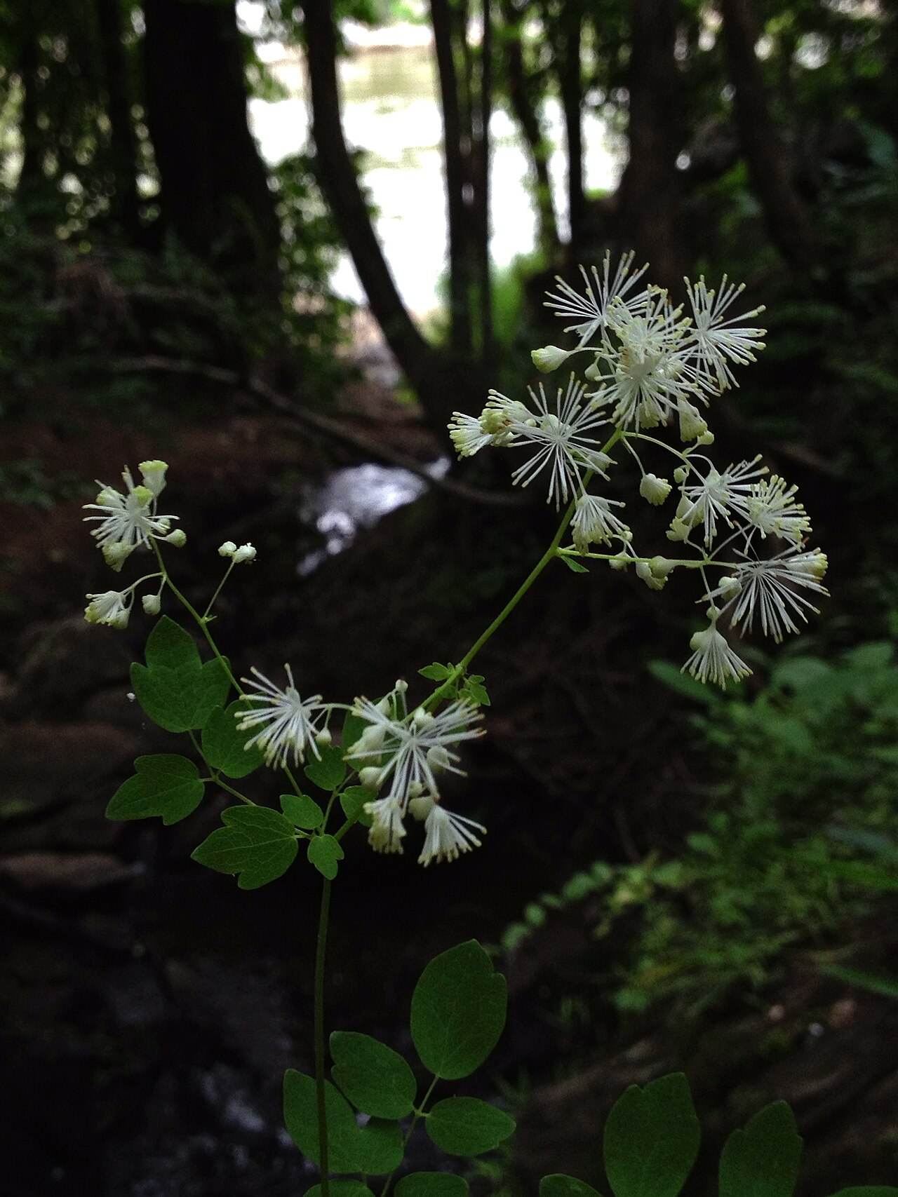 Tall Meadow-rue (Thalictrum pubescens) - PlantNative.org Tall Meadow-rue (Thalictrum pubescens) flowering along a wooded streambank, with pinnately compound leaves and clusters of white tassel-like flowers
