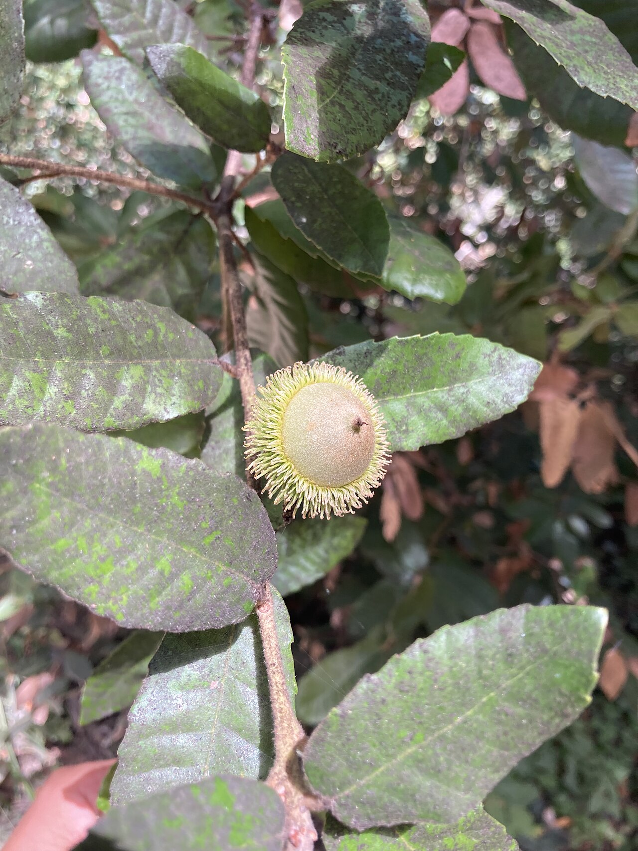 Tan Oak (Notholithocarpus densiflorus) - PlantNative.org Close-up of a tanoak acorn showing its distinctive shaggy, bristle-fringed cap
