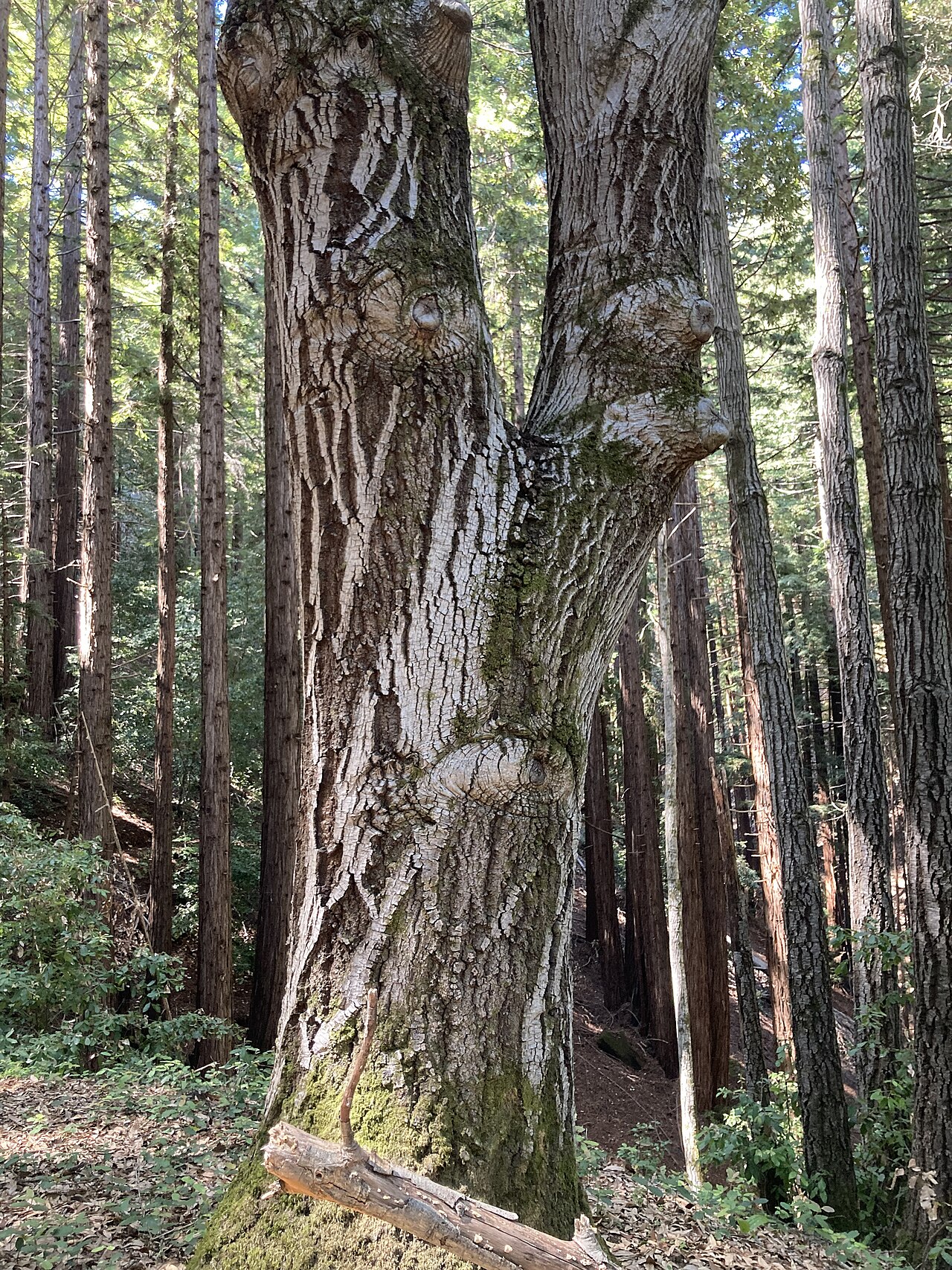 Tan Oak (Notholithocarpus densiflorus) - PlantNative.org Thick, furrowed gray-brown bark of a mature tanoak trunk in a redwood forest