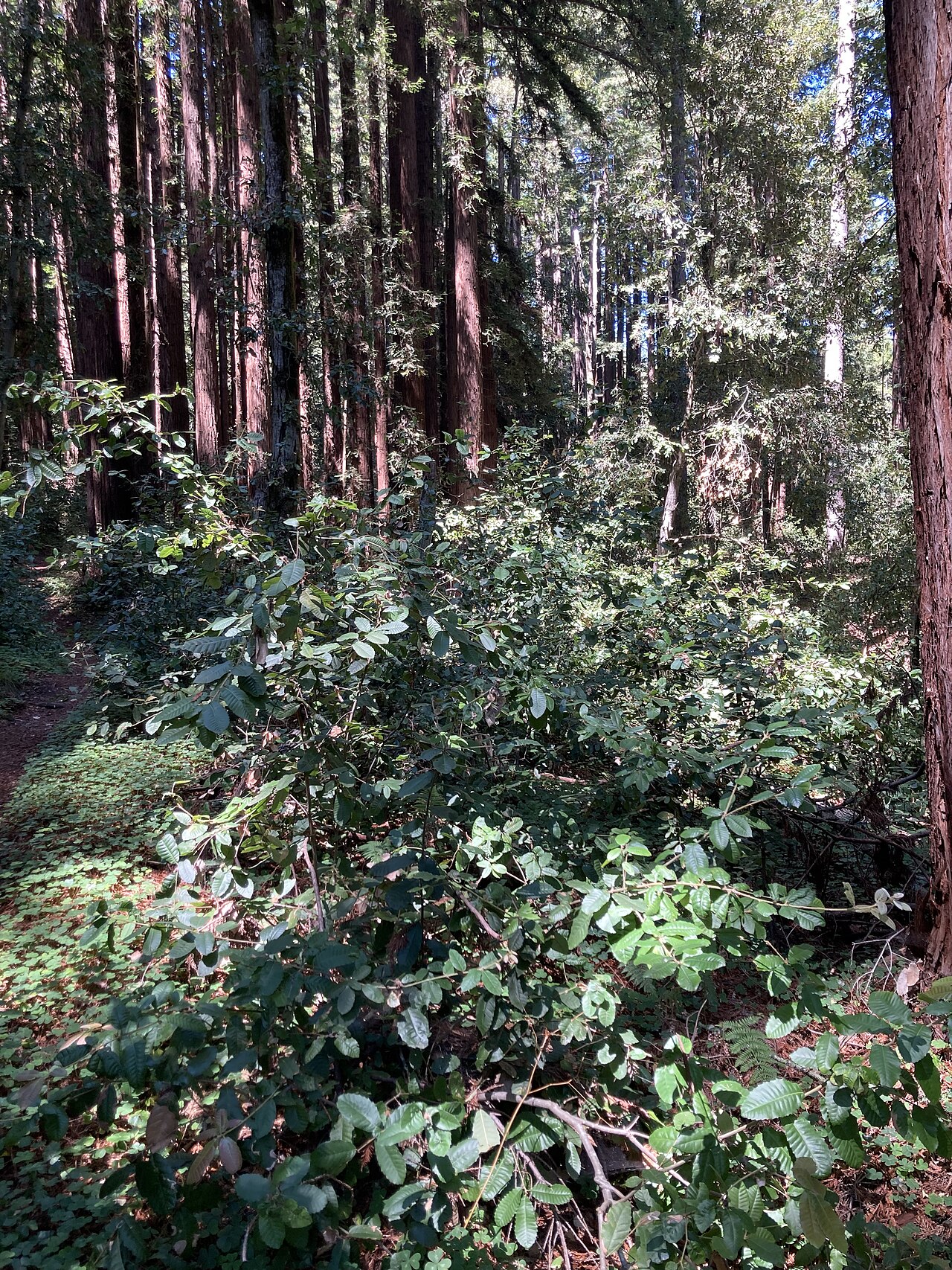 Tan Oak (Notholithocarpus densiflorus) - PlantNative.org Tanoak (Notholithocarpus densiflorus) growing as a dense shrubby understory beneath coast redwoods