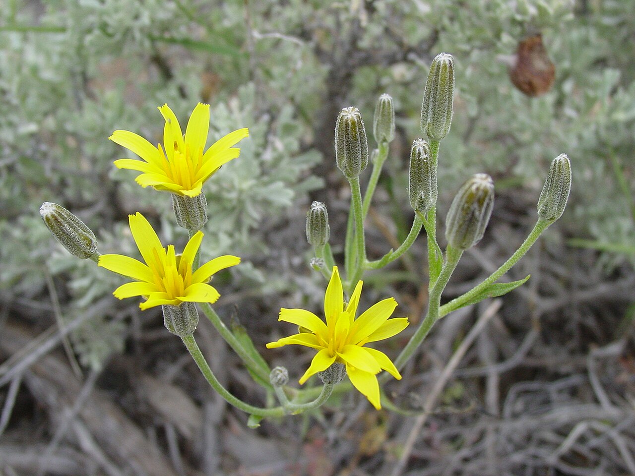 Tapertip Hawksbeard (Crepis acuminata) - PlantNative.org Close-up of tapertip hawksbeard (Crepis acuminata) yellow flower heads and narrow glabrous buds