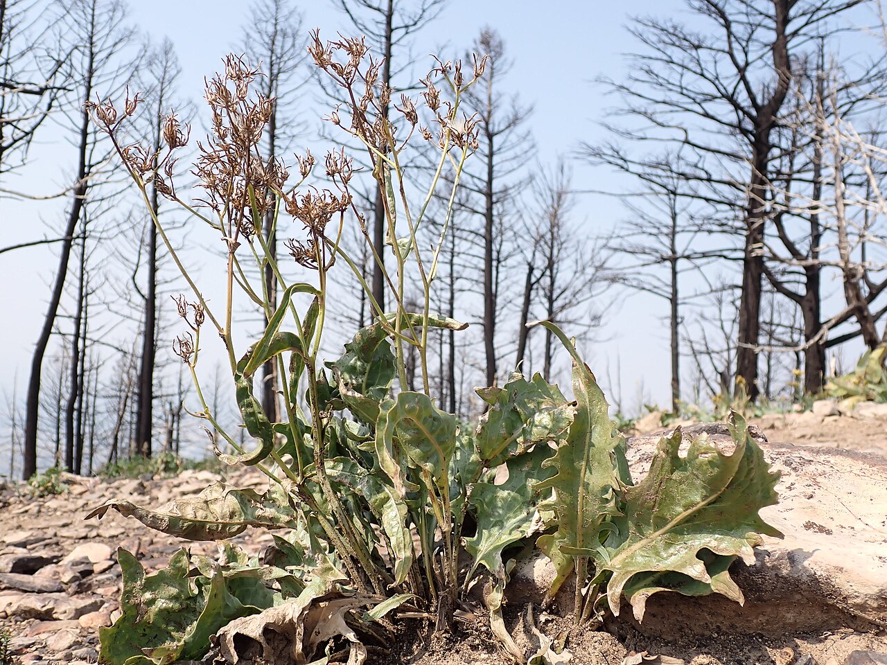 Tapertip Hawksbeard (Crepis acuminata) - PlantNative.org Tapertip hawksbeard (Crepis acuminata) with dried seed heads and large lobed basal leaves regrowing after a wildfire in Montana