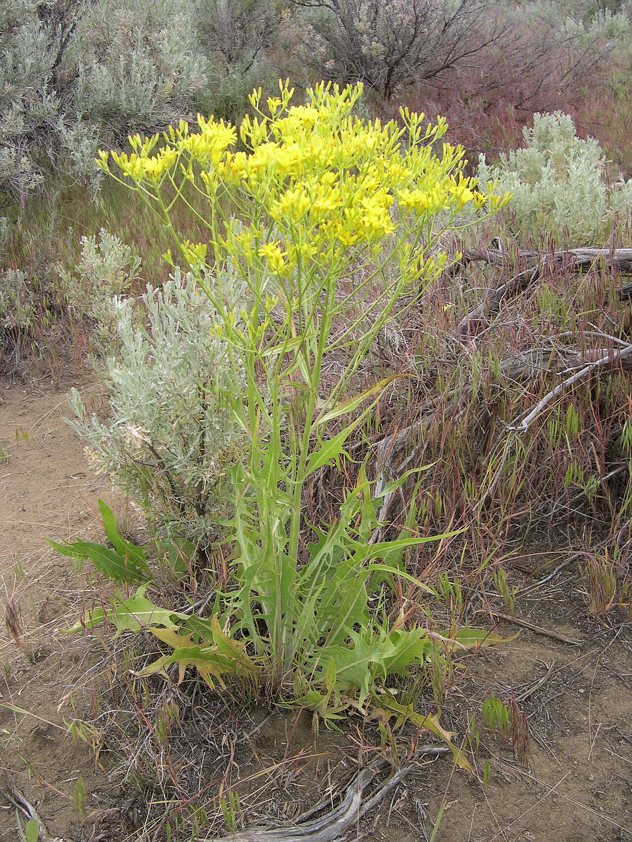 Tapertip Hawksbeard (Crepis acuminata) - PlantNative.org Tapertip hawksbeard (Crepis acuminata) plant with gray-green lobed basal leaves and flat-topped clusters of yellow flower heads growing among sagebrush