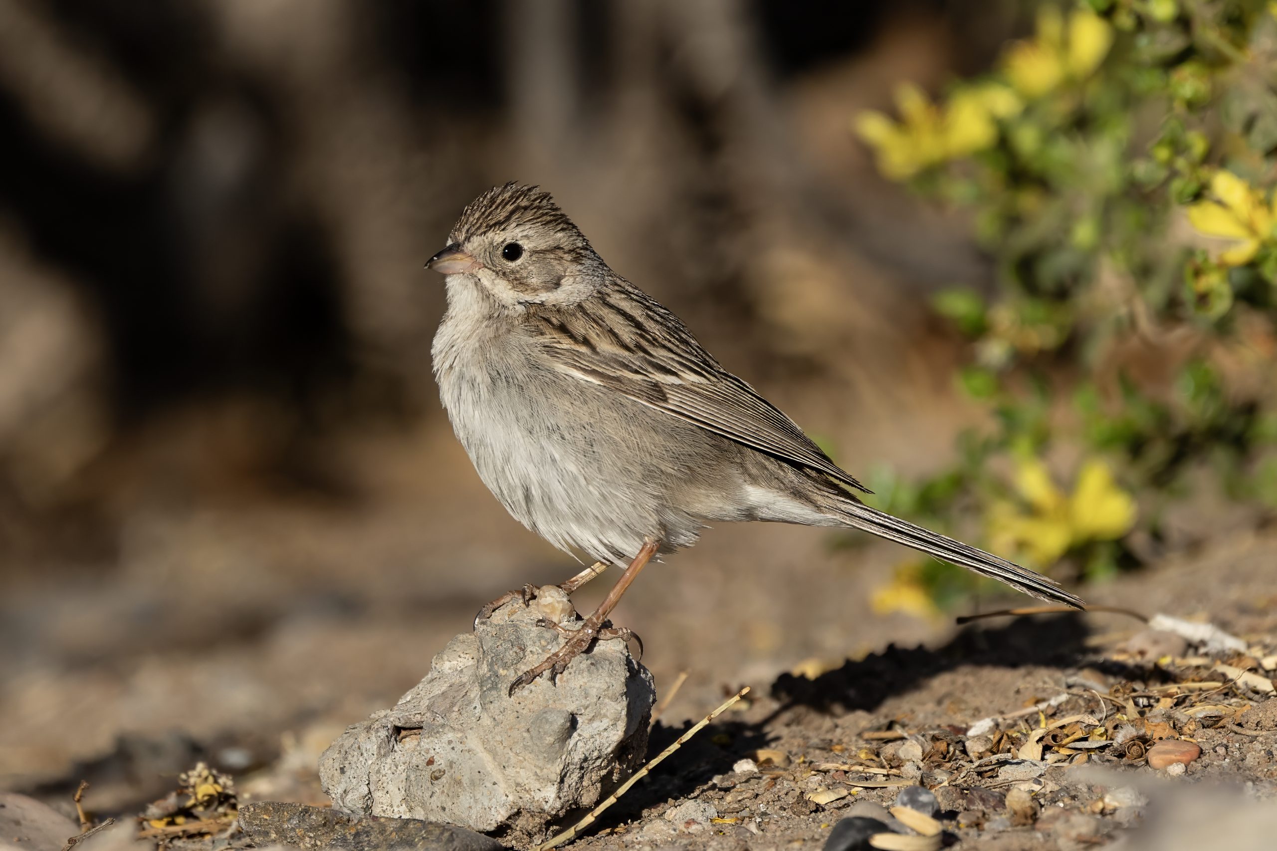 Tarbush (Flourensia cernua) - PlantNative.org A Brewer's sparrow foraging beneath a tarbush (Flourensia cernua) shrub in the Chihuahuan Desert near Las Cruces, New Mexico