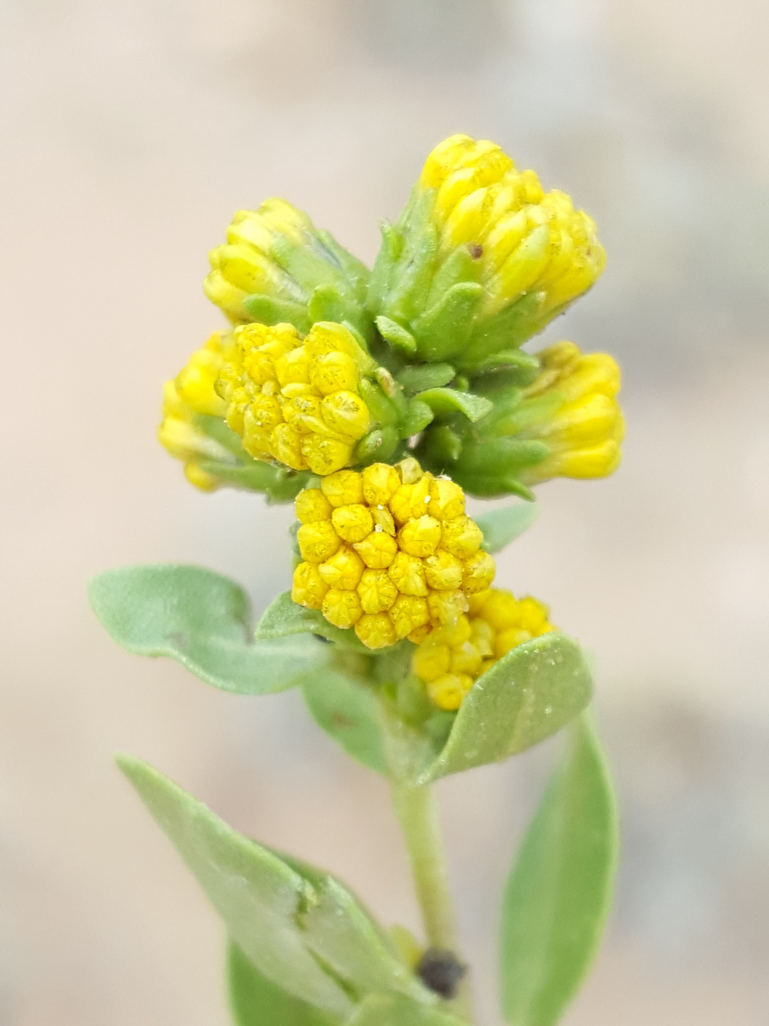 Tarbush (Flourensia cernua) - PlantNative.org Close-up of tarbush (Flourensia cernua) small yellow composite flower clusters among narrow resinous leaves