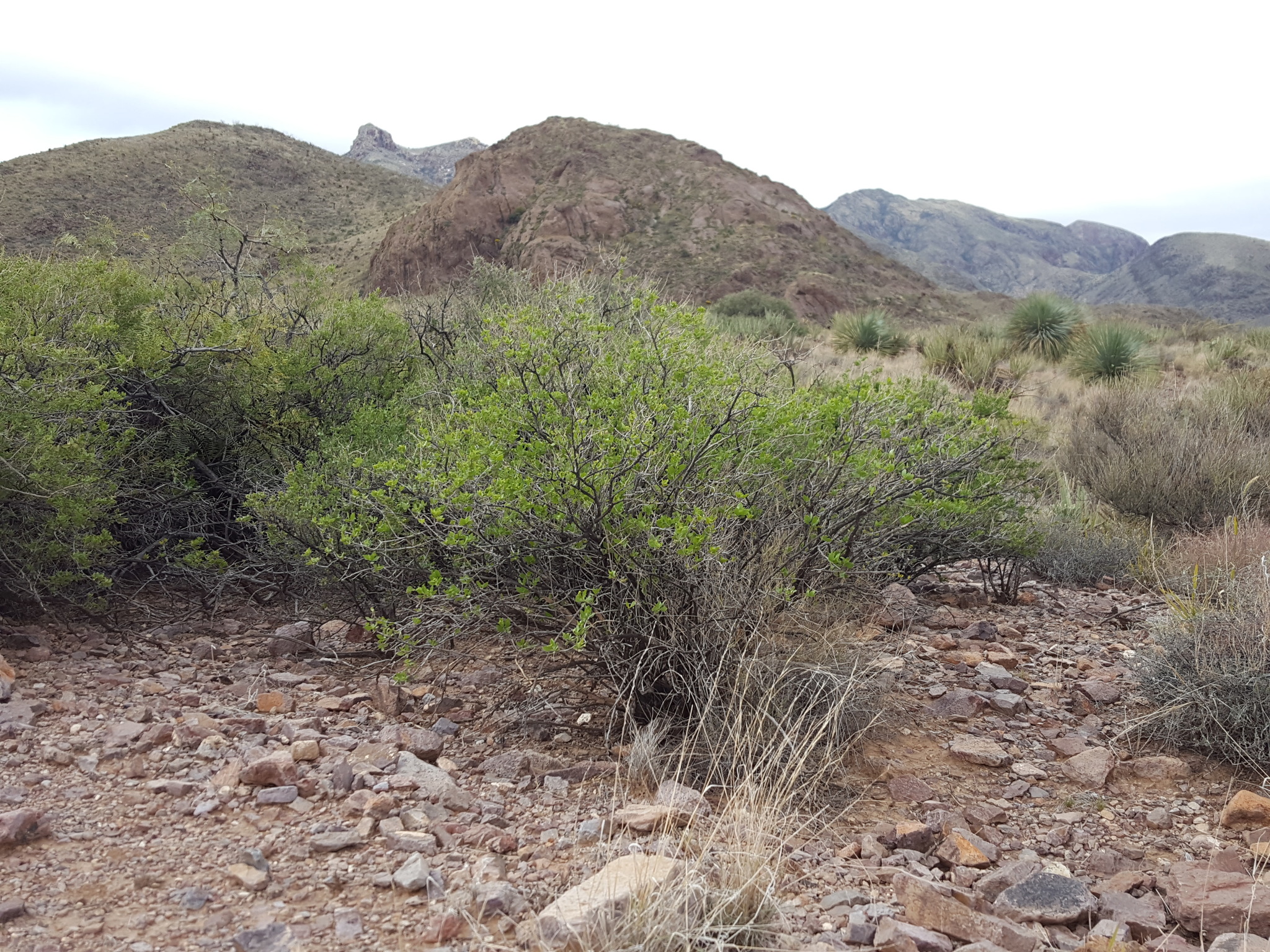 Tarbush (Flourensia cernua) - PlantNative.org Tarbush (Flourensia cernua) rounded shrub with small resinous leaves growing among rocky Chihuahuan Desert scrub below mountains