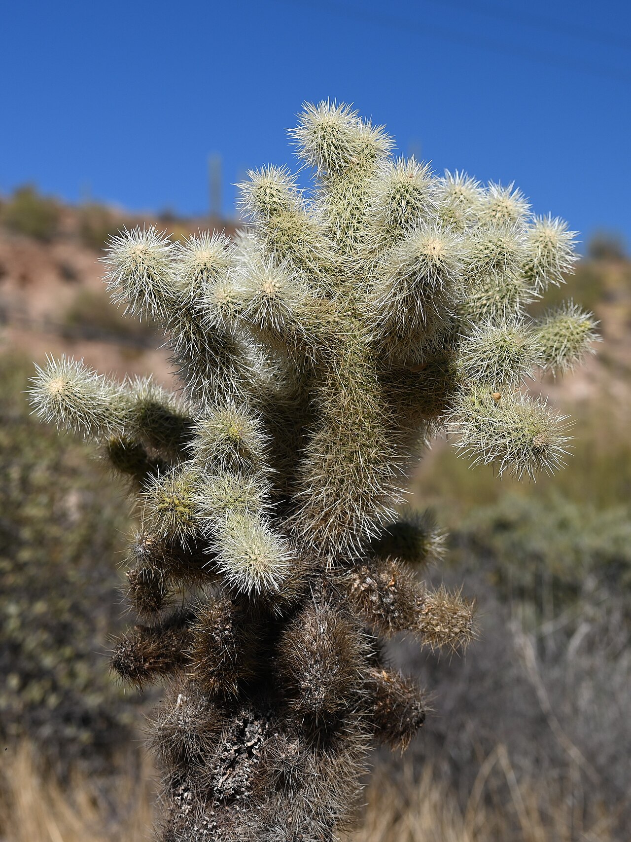 Close-up of a teddy bear cholla (Cylindropuntia bigelovii) stem covered in dense silvery-yellow barbed spines