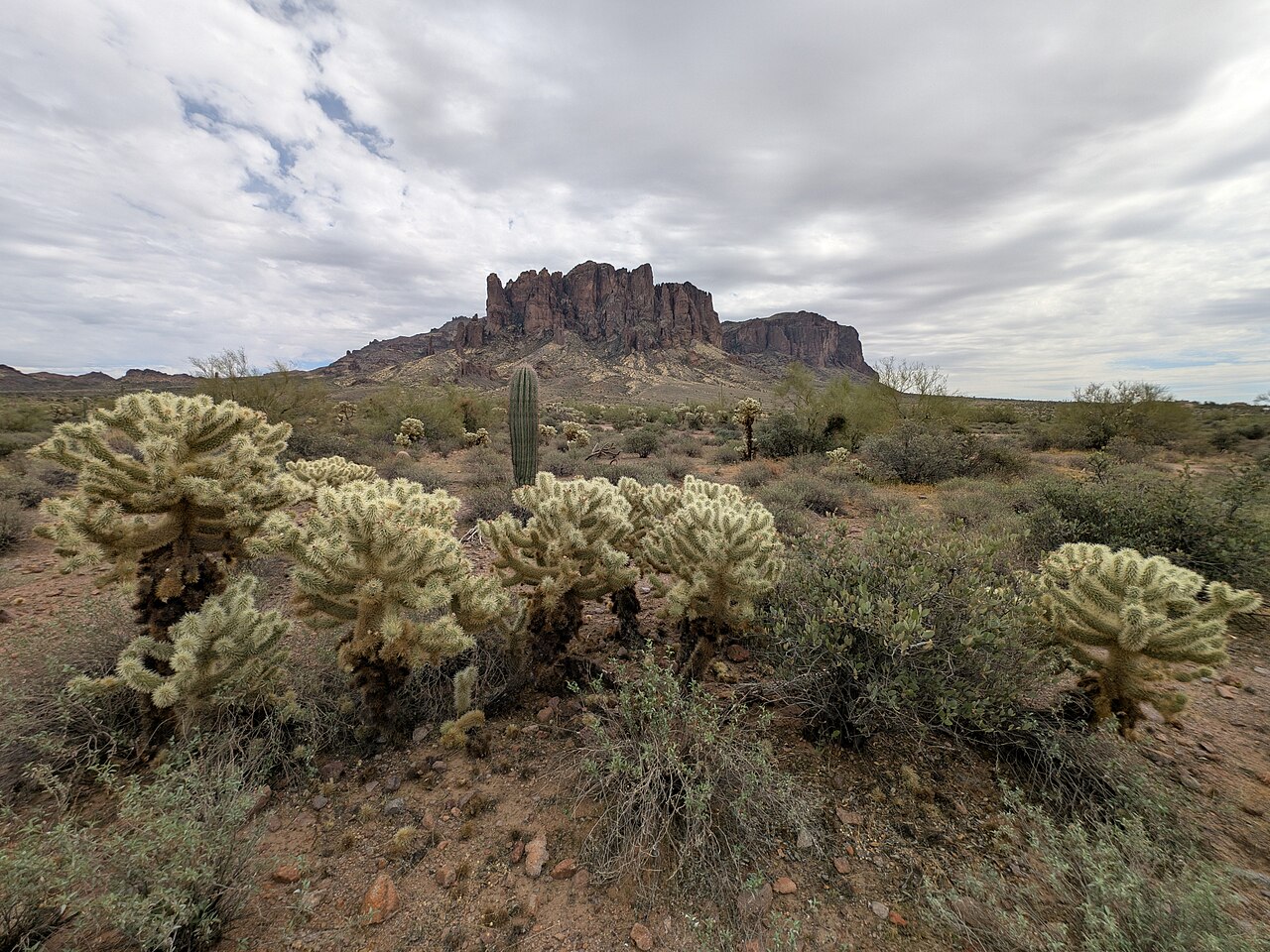 Teddy bear cholla (Cylindropuntia bigelovii) plants in bloom-gold spine color backed by the Superstition Mountains in Arizona