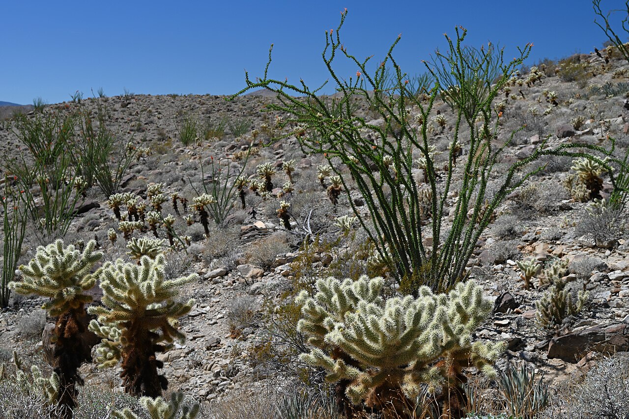 Teddy bear cholla (Cylindropuntia bigelovii) growing in a rocky desert wash alongside ocotillo in Anza-Borrego Desert State Park, California
