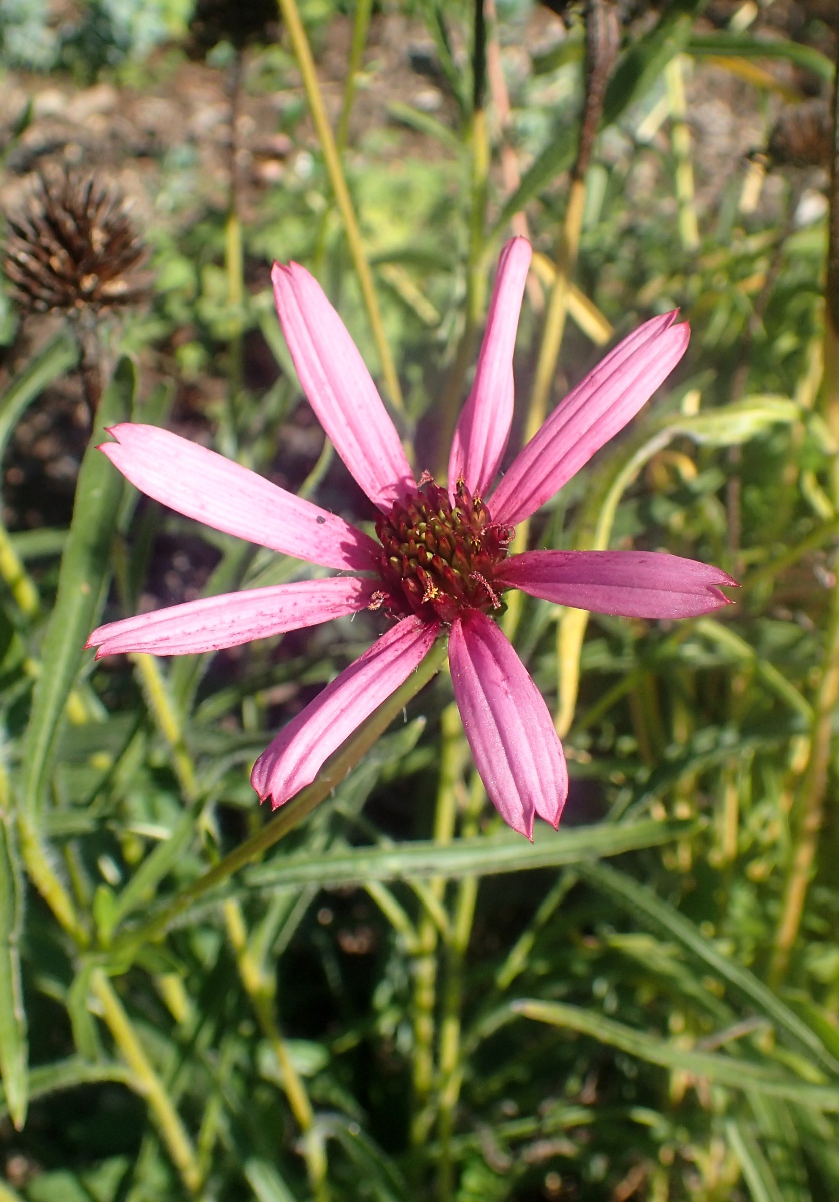 Tennessee Coneflower (Echinacea tennesseensis) - PlantNative.org Close-up of a Tennessee coneflower (Echinacea tennesseensis) flower showing narrow pink rays held flat and a dark central disk