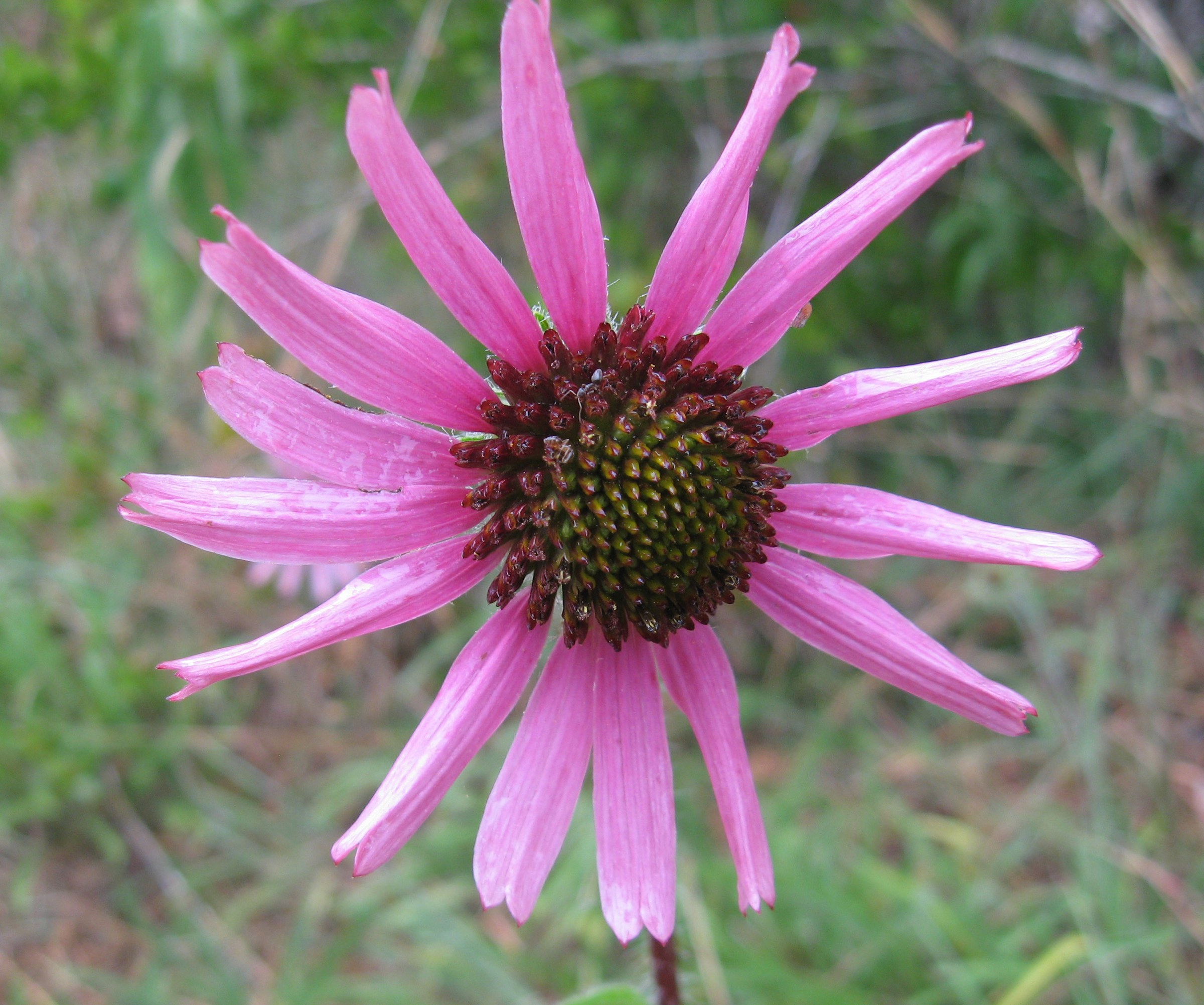 Tennessee Coneflower (Echinacea tennesseensis) - PlantNative.org Tennessee coneflower (Echinacea tennesseensis) flower with flat pink rays held outward, growing wild on a cedar glade
