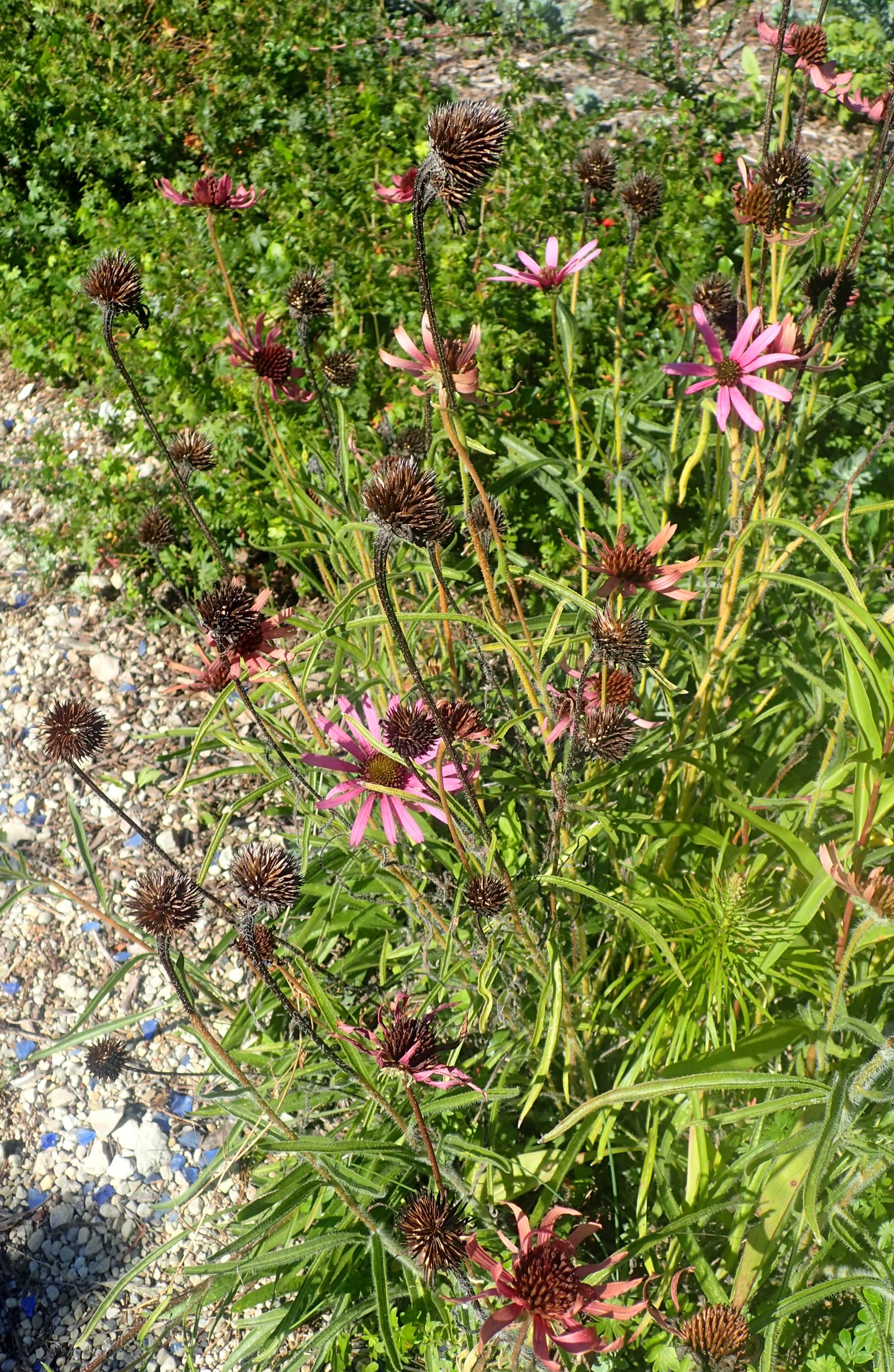 Tennessee Coneflower (Echinacea tennesseensis) - PlantNative.org A clump of Tennessee coneflower (Echinacea tennesseensis) in bloom with seed heads forming on older flowers