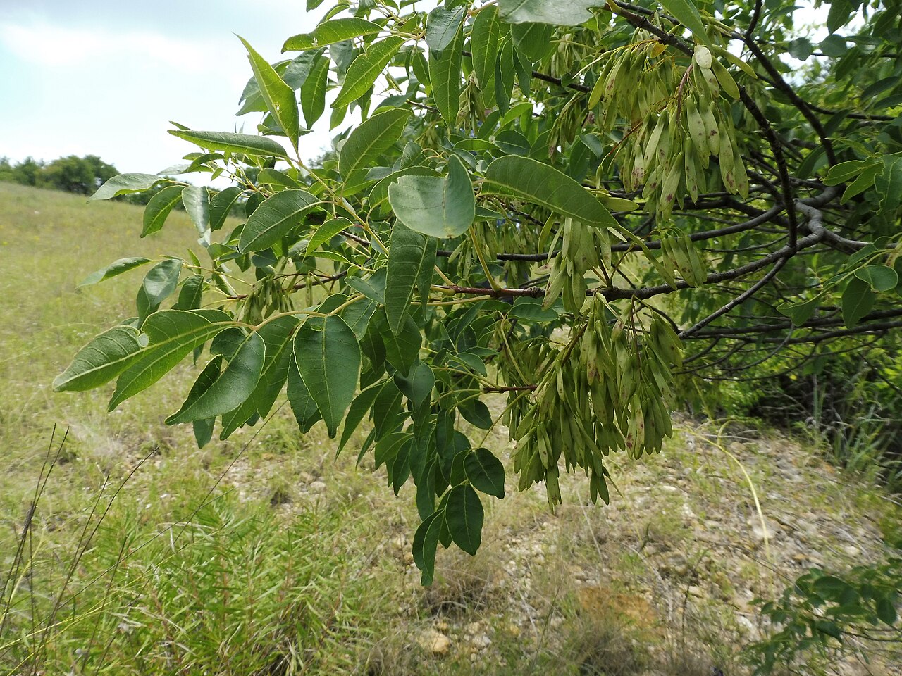 Texas ash (Fraxinus texensis) branch with compound leaves and hanging samara seed clusters in a native rocky grassland habitat