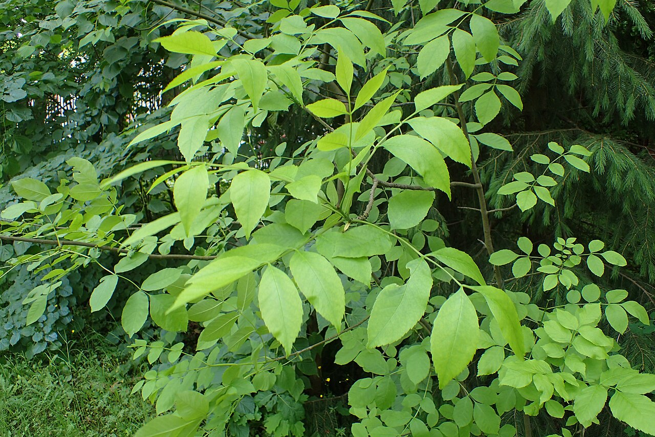 Close-up of Texas ash (Fraxinus texensis) compound leaves showing opposite leaflet arrangement and finely toothed margins