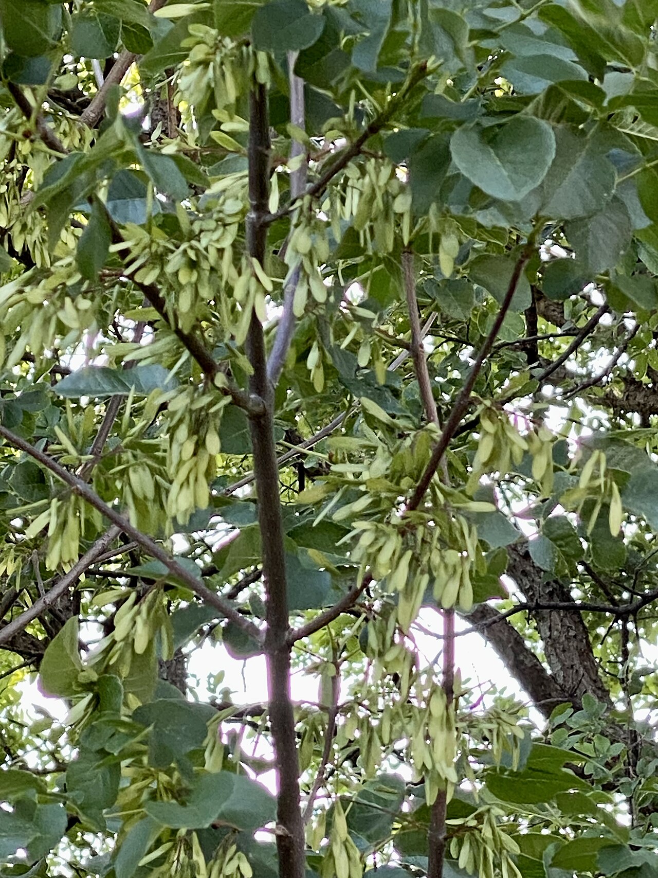 Texas ash (Fraxinus texensis) branches with hanging clusters of winged samara seeds