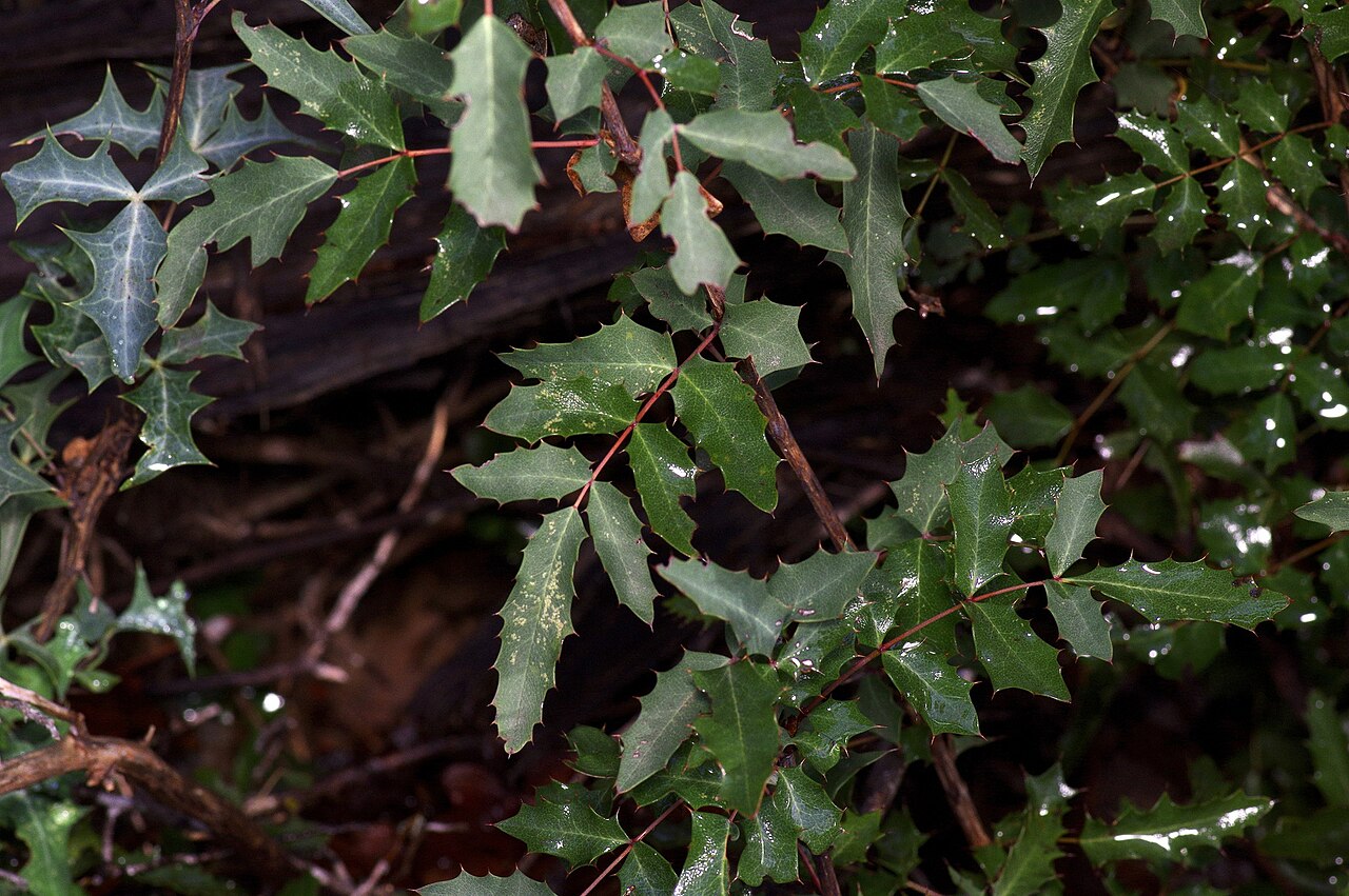 Texas Barberry (Berberis swaseyi) - PlantNative.org Texas Barberry (Berberis swaseyi) evergreen foliage with spiny, holly-like compound leaflets
