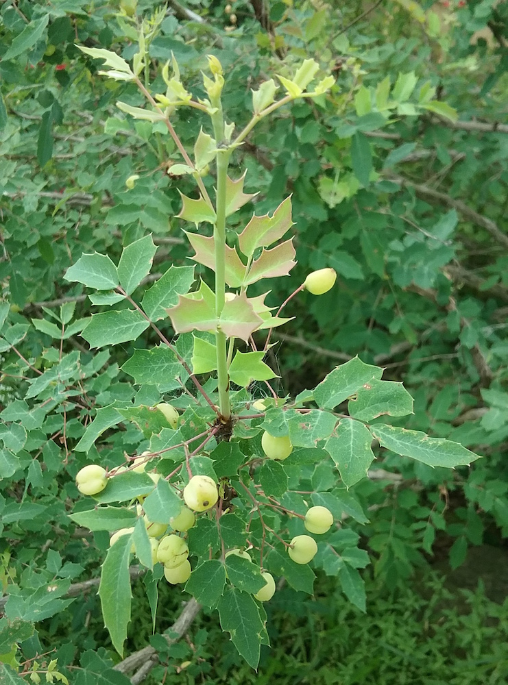 Texas Barberry (Berberis swaseyi) - PlantNative.org Texas Barberry (Berberis swaseyi) stem with spiny compound leaves and clusters of unripe green berries