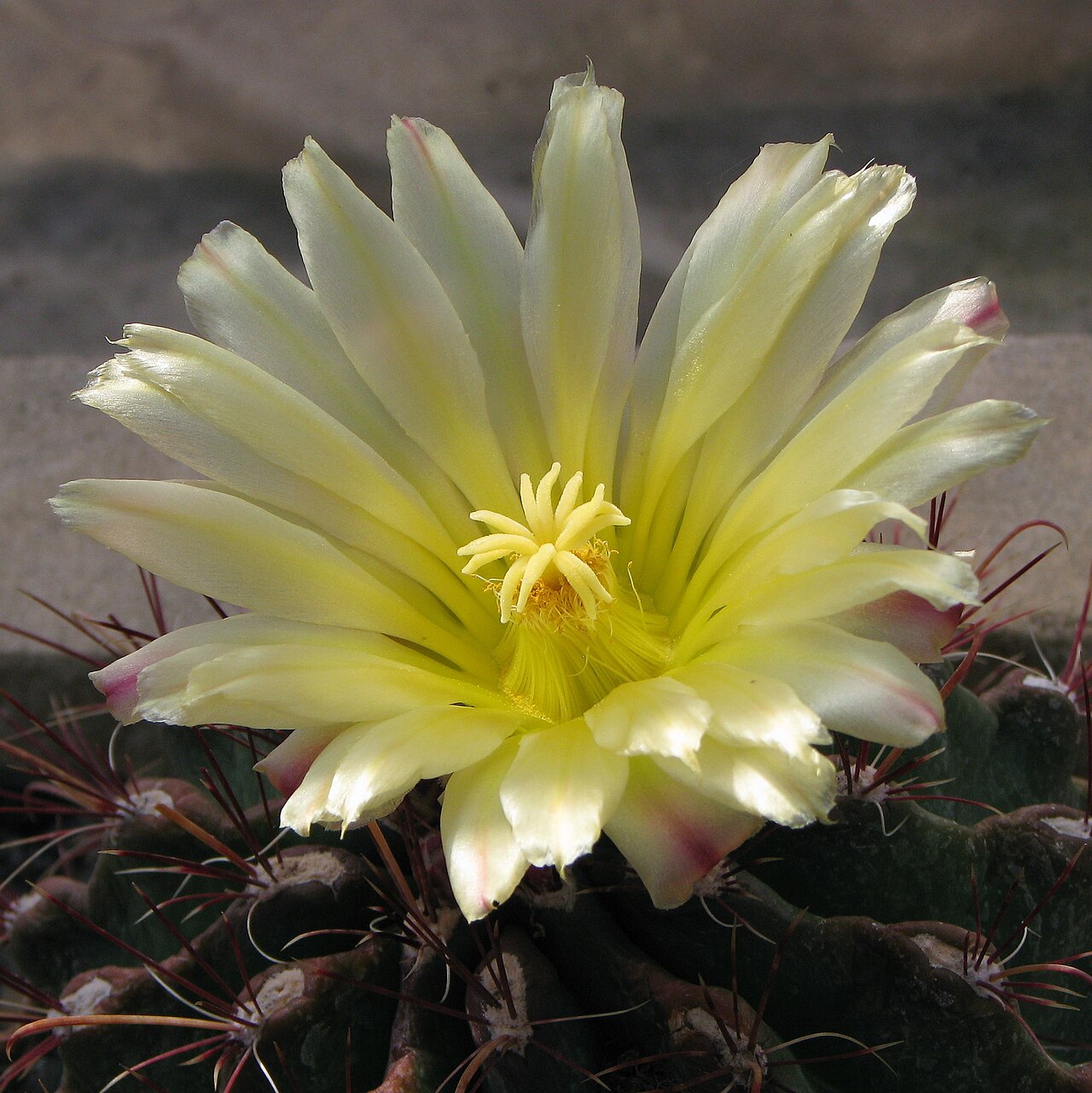 Texas Barrel Cactus / Turk's Head (Ferocactus hamatacanthus) - PlantNative.org Close-up of a Texas Barrel Cactus (Ferocactus hamatacanthus) flower with pale yellow satiny petals and a golden stamen cluster