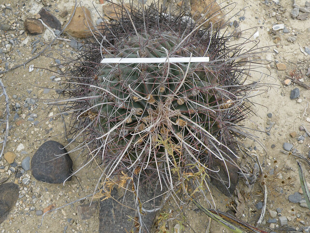 Texas Barrel Cactus / Turk's Head (Ferocactus hamatacanthus) - PlantNative.org Texas Barrel Cactus (Ferocactus hamatacanthus) growing in gravelly desert soil, showing long curved gray and maroon hooked spines