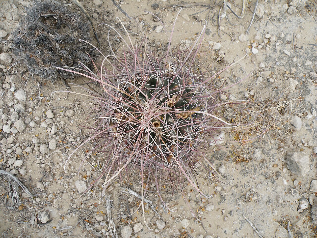 Texas Barrel Cactus / Turk's Head (Ferocactus hamatacanthus) - PlantNative.org Texas Barrel Cactus (Ferocactus hamatacanthus) showing dense radiating pink and gray hooked spines against desert gravel