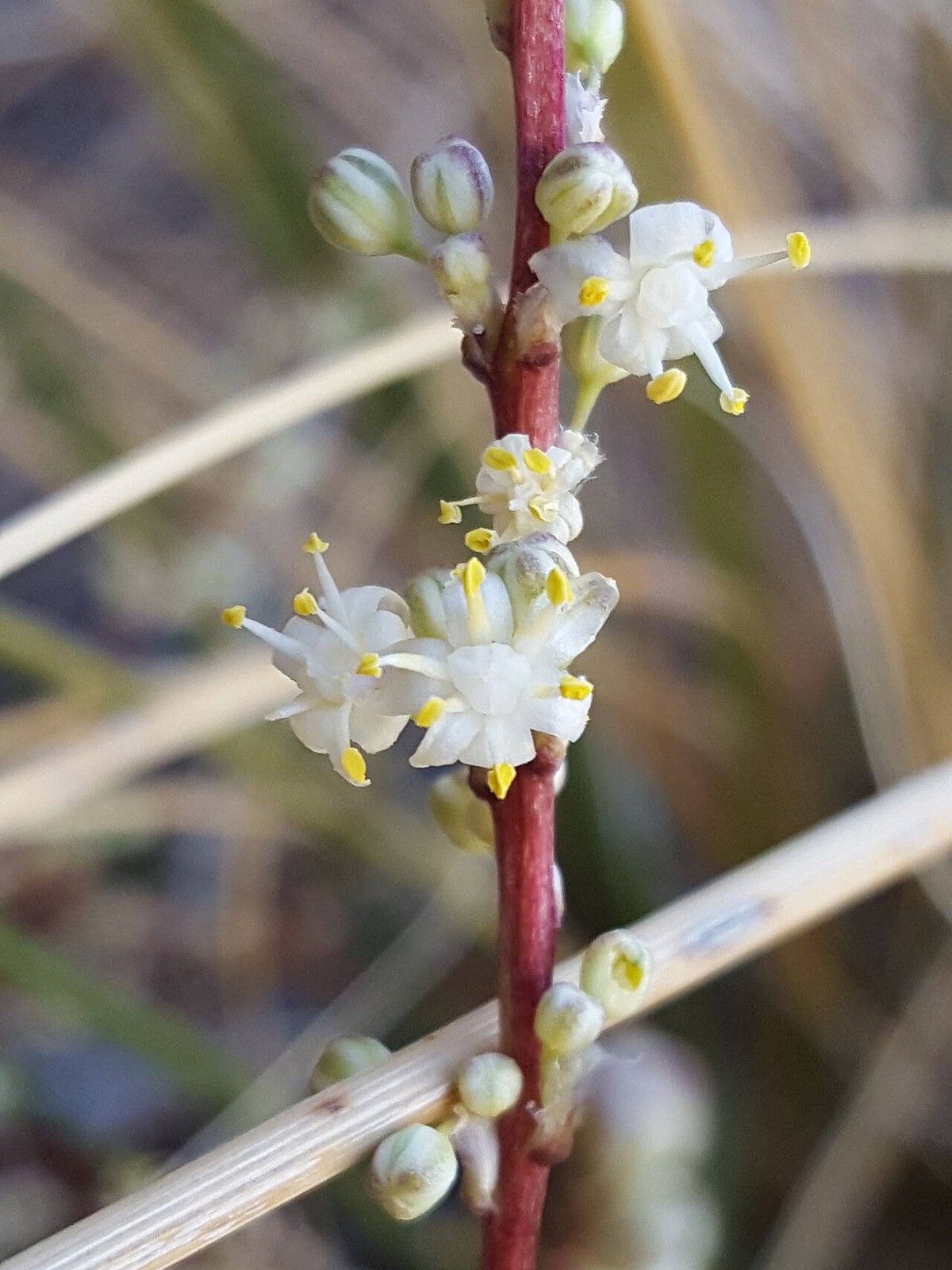 Texas Beargrass (Nolina texana) - PlantNative.org Close-up of Texas Beargrass (Nolina texana) tiny white star-shaped flowers with yellow anthers clustered along a reddish flower stalk