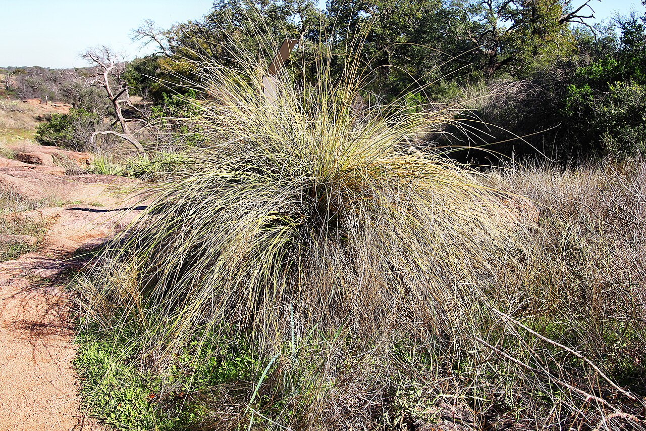 Texas Beargrass (Nolina texana) - PlantNative.org Texas Beargrass (Nolina texana) forming a large rounded clump of thin grass-like leaves on a granite outcrop at Enchanted Rock, Texas