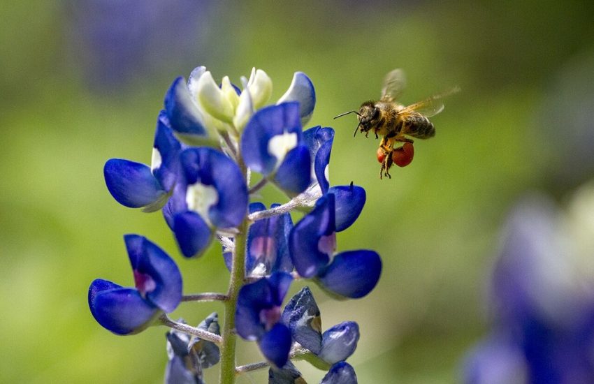 Honey bee visiting a Texas bluebonnet (Lupinus texensis) flower spike