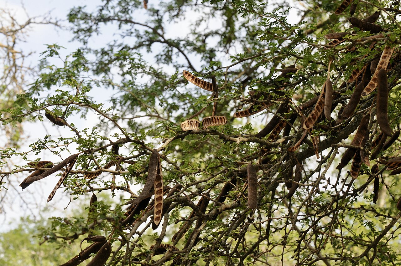 Texas Ebony (Ebenopsis ebano) - PlantNative.org Texas Ebony thick, woody, reddish-brown seed pods hanging among bipinnate leaflets