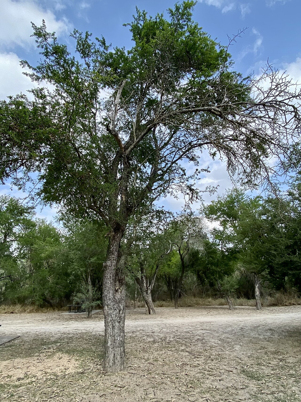 Texas Ebony (Ebenopsis ebano) - PlantNative.org Texas Ebony (Ebenopsis ebano) full tree with a short trunk and dense, rounded evergreen crown at a South Texas park