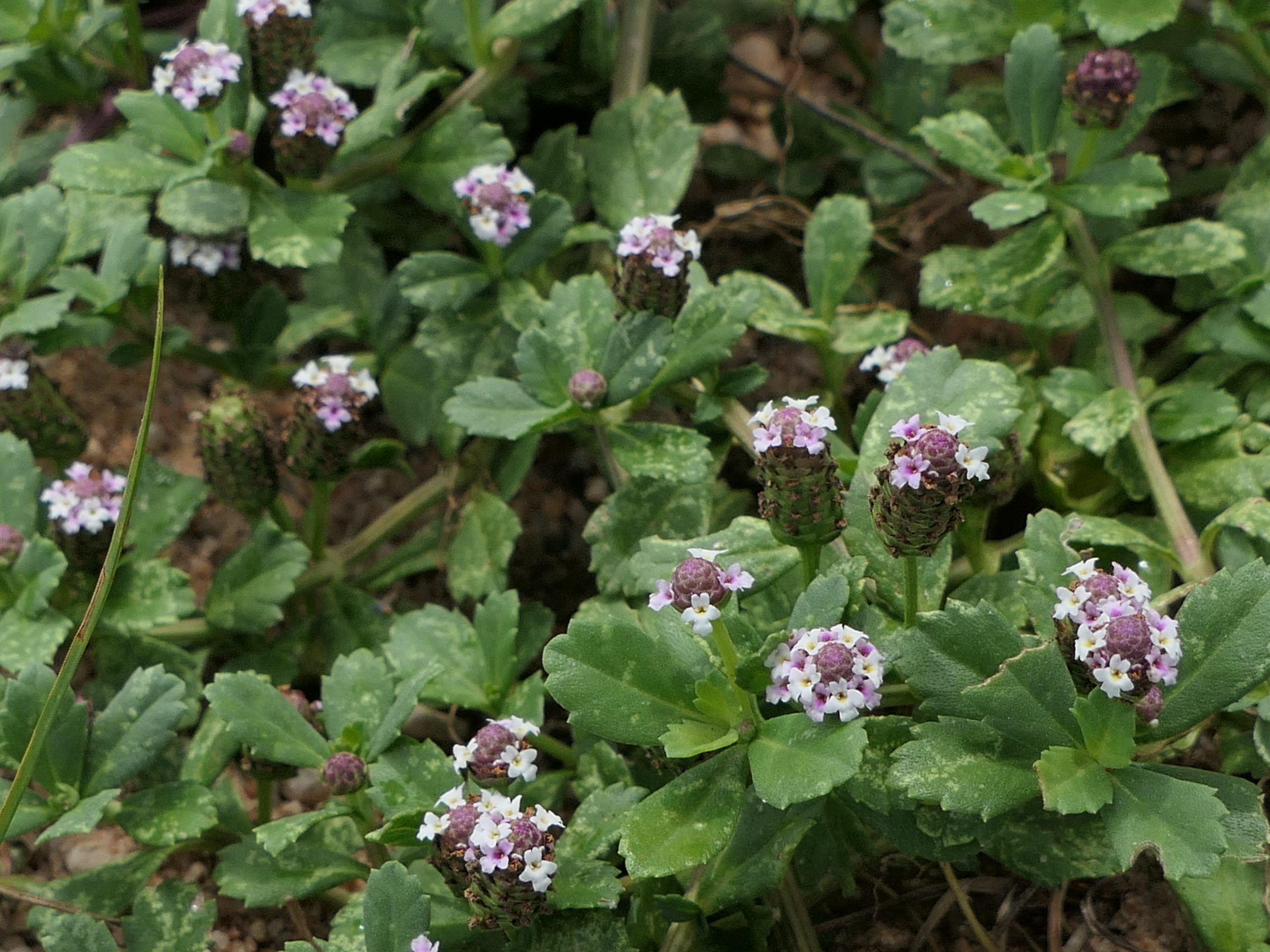 Close-up of Texas frogfruit flower heads showing a ring of small white and lavender flowers