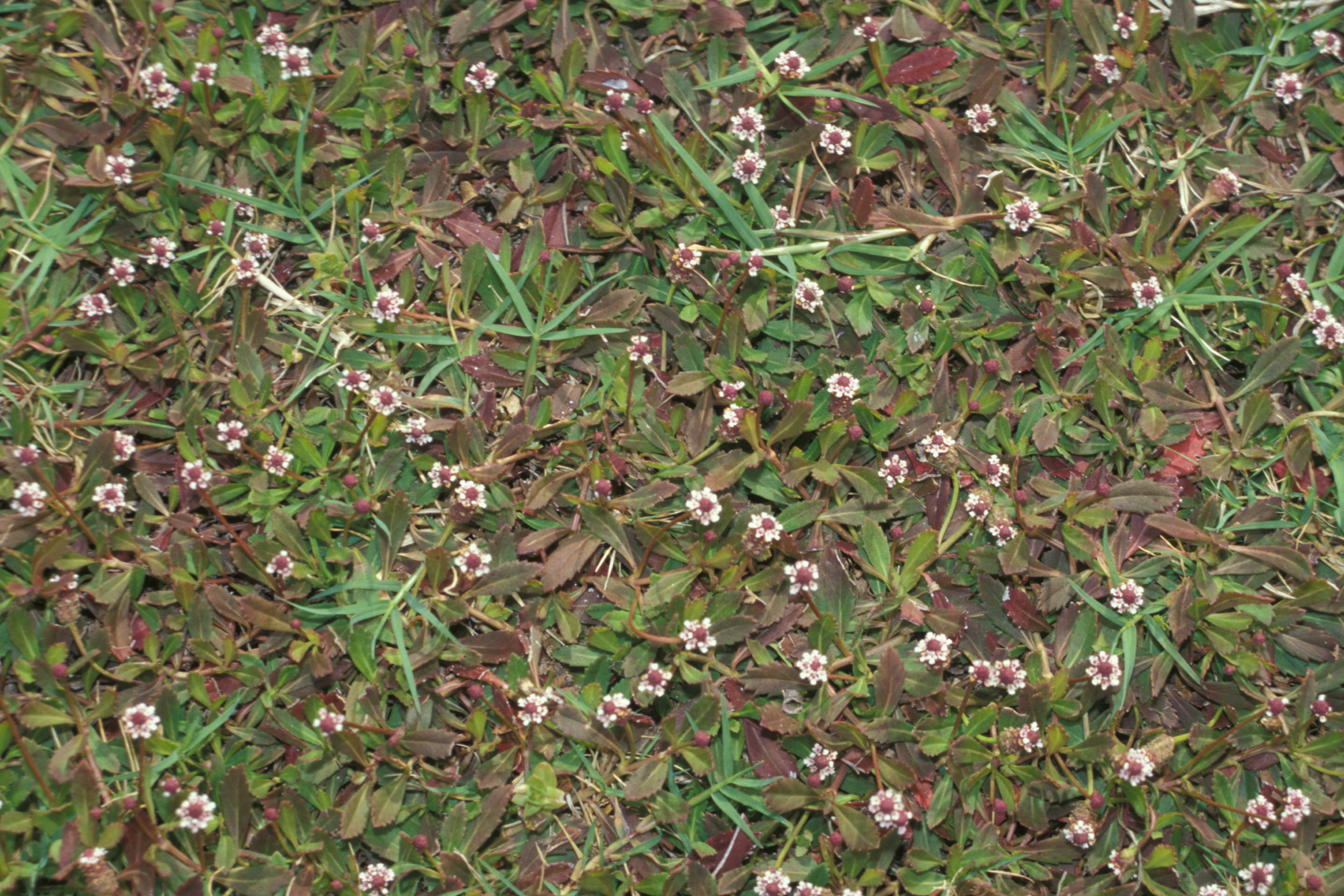 Texas frogfruit forming a dense flowering groundcover mat across open ground