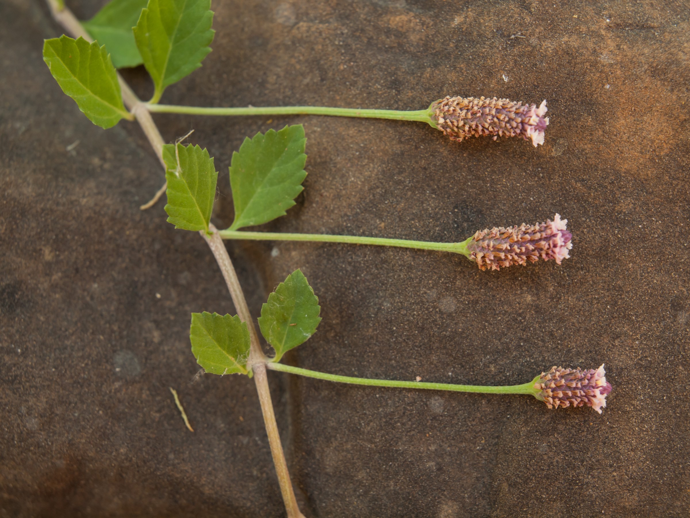 Texas frogfruit (Phyla nodiflora) carpeting the ground with small lavender-and-white flower heads