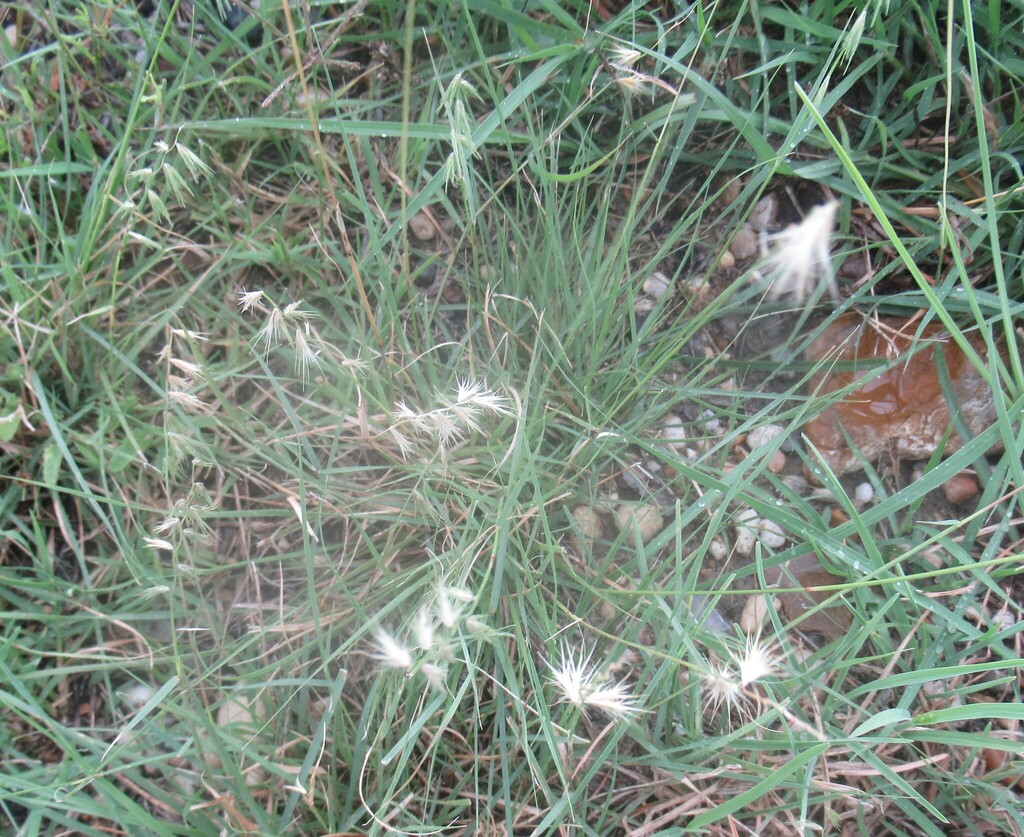 Texas Grama (Bouteloua rigidiseta) - PlantNative.org Tufted clump of Texas grama (Bouteloua rigidiseta) growing low among other grasses with triangular spikelets
