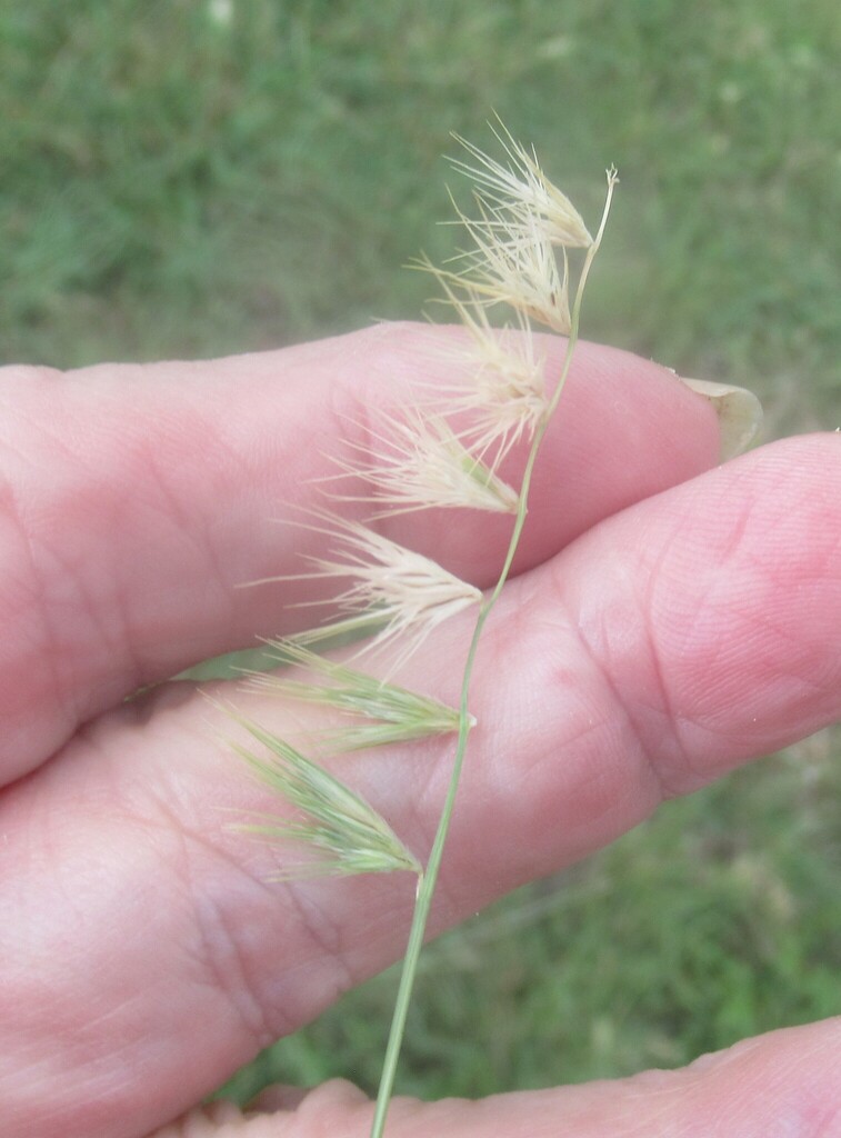 Texas Grama (Bouteloua rigidiseta) - PlantNative.org Close-up of the triangular, three-awned spikelets of Texas grama (Bouteloua rigidiseta) held in a hand for scale