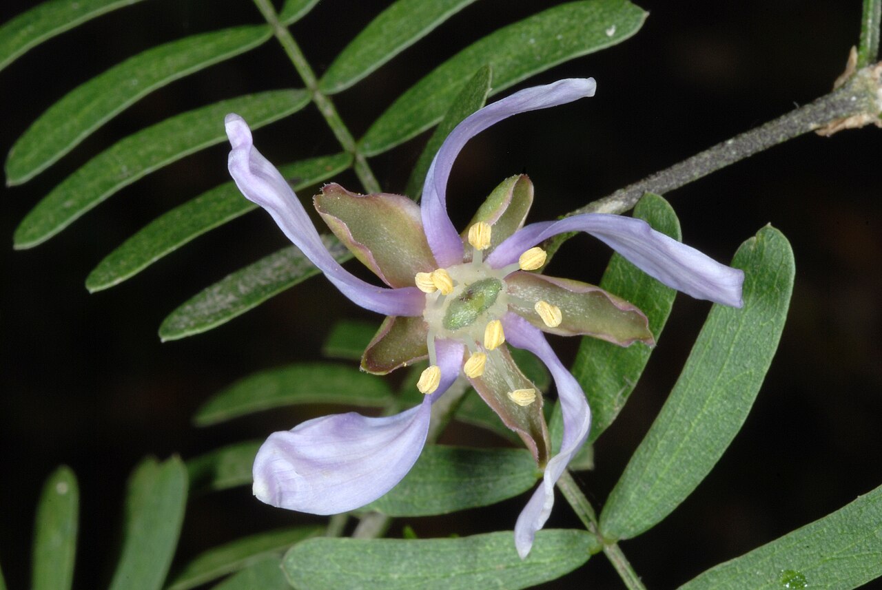 Texas Guayacan (Guaiacum angustifolium) - PlantNative.org Close-up of a Texas guayacan (Guaiacum angustifolium) flower showing five violet petals and yellow stamens