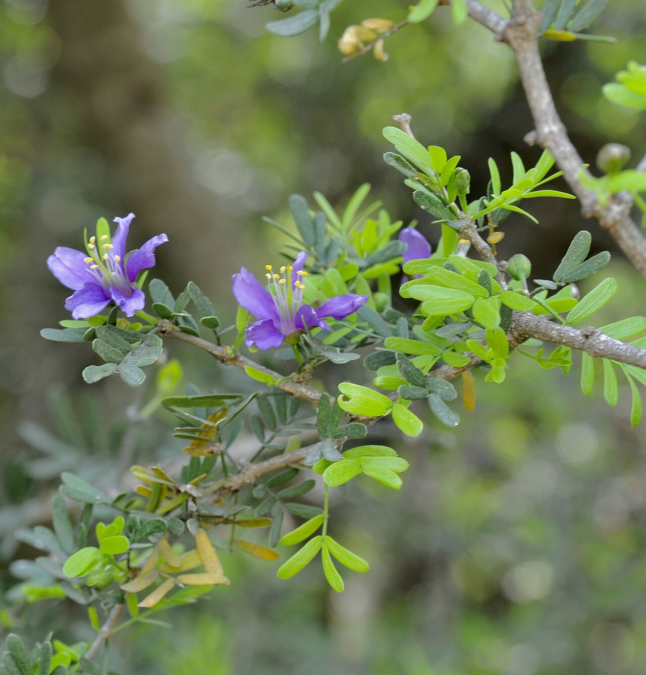 Texas Guayacan (Guaiacum angustifolium) - PlantNative.org Texas guayacan (Guaiacum angustifolium) branch with violet flowers and small compound leaves
