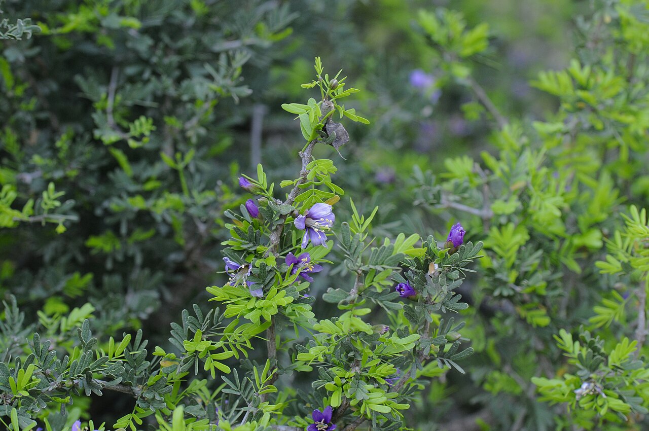 Texas Guayacan (Guaiacum angustifolium) - PlantNative.org A Texas guayacan (Guaiacum angustifolium) shrub in bloom showing its dense, rounded form