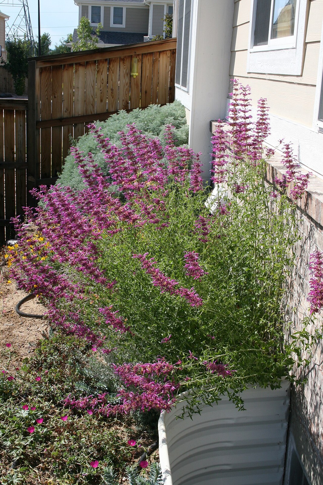Texas Hummingbird Mint (Agastache cana) - PlantNative.org Texas Hummingbird Mint (Agastache cana) with tall spikes of raspberry-pink tubular flowers growing in a garden bed